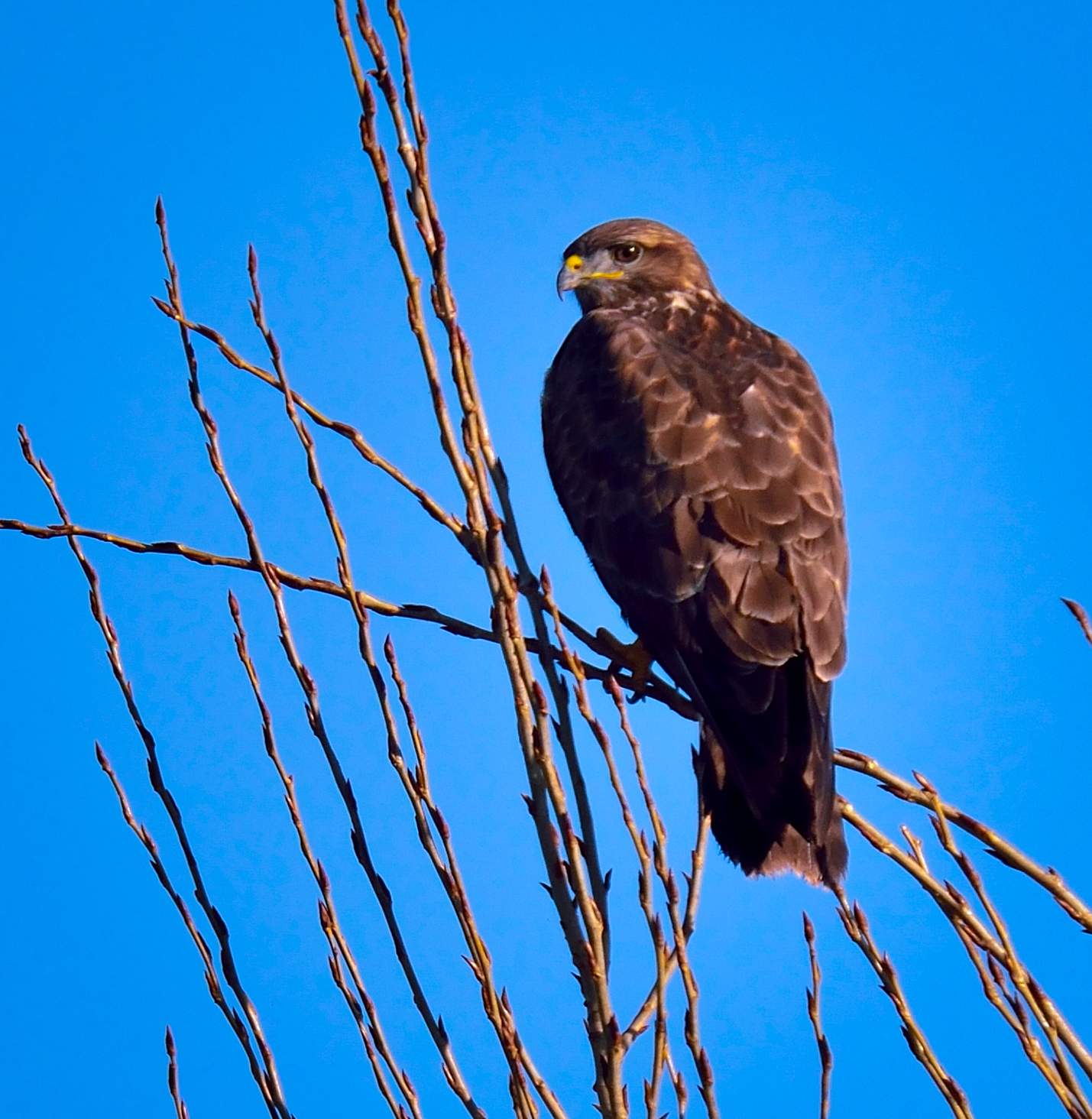 Buzzard