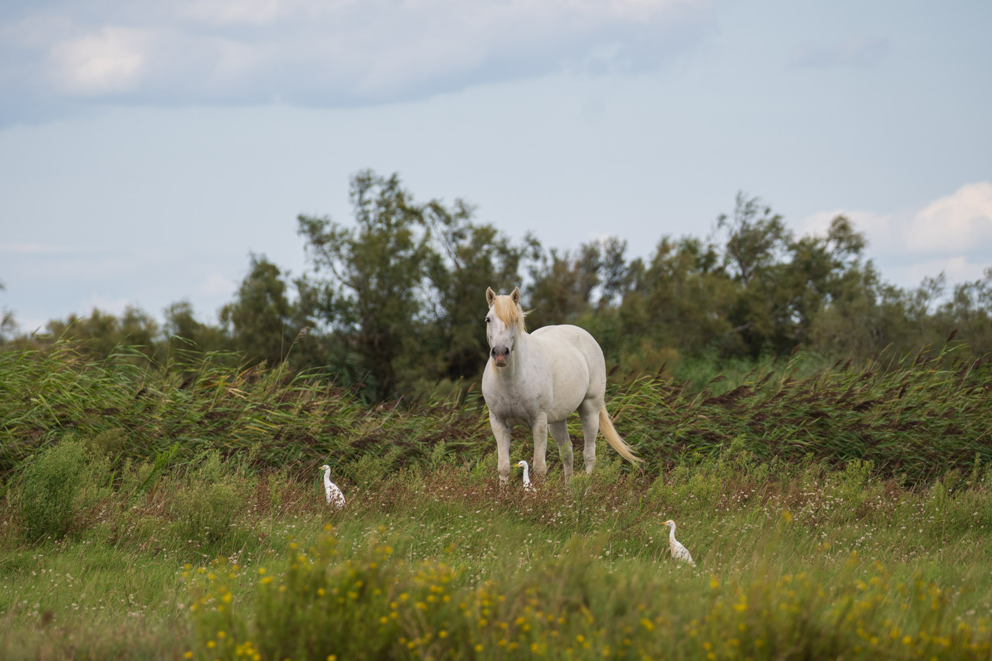 Camargue France23