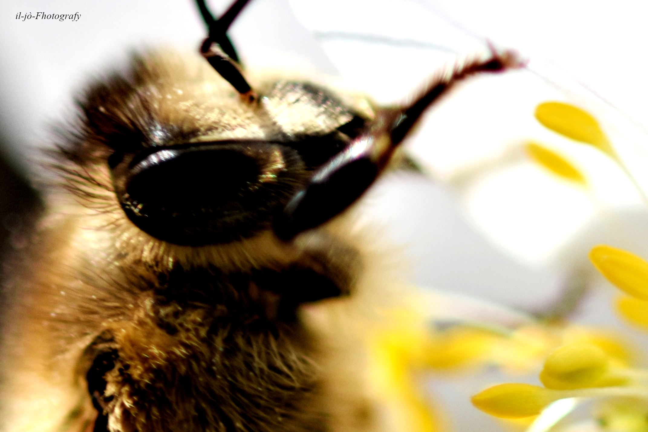 bee