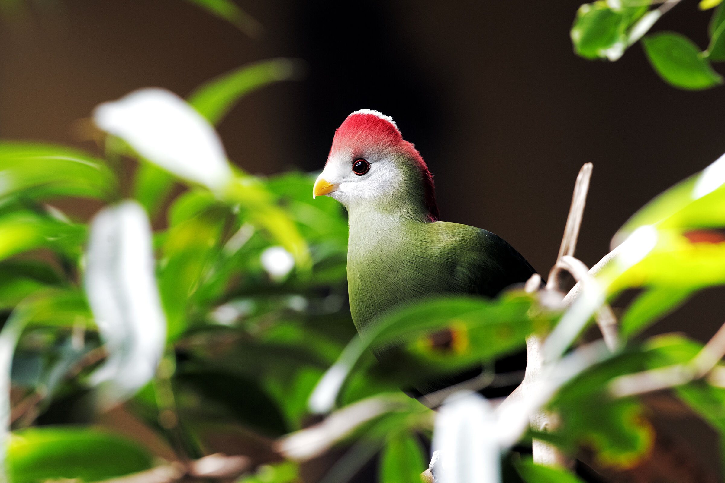 Turaco erythrolophus