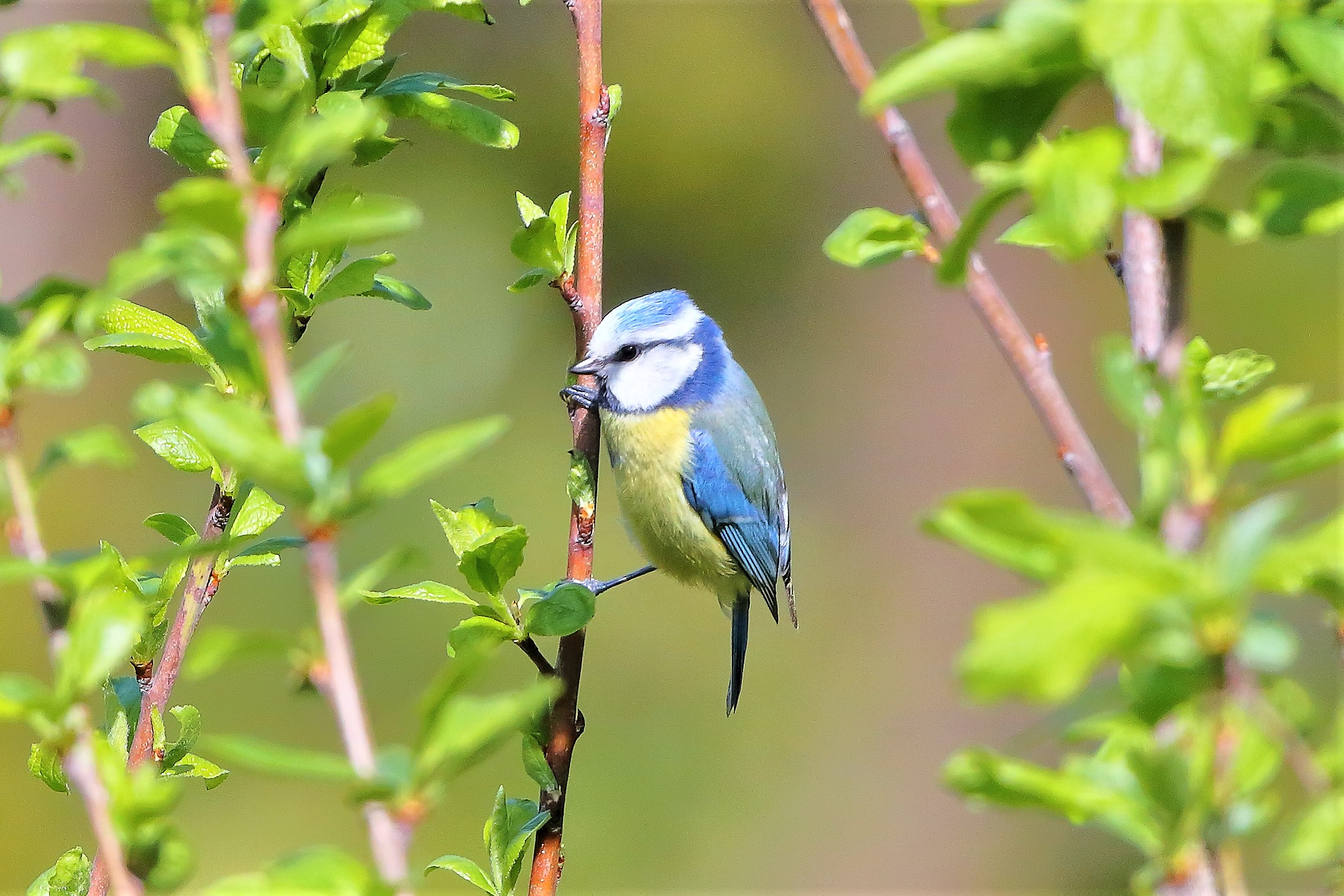 Cinciarella 02 aprile 2023
