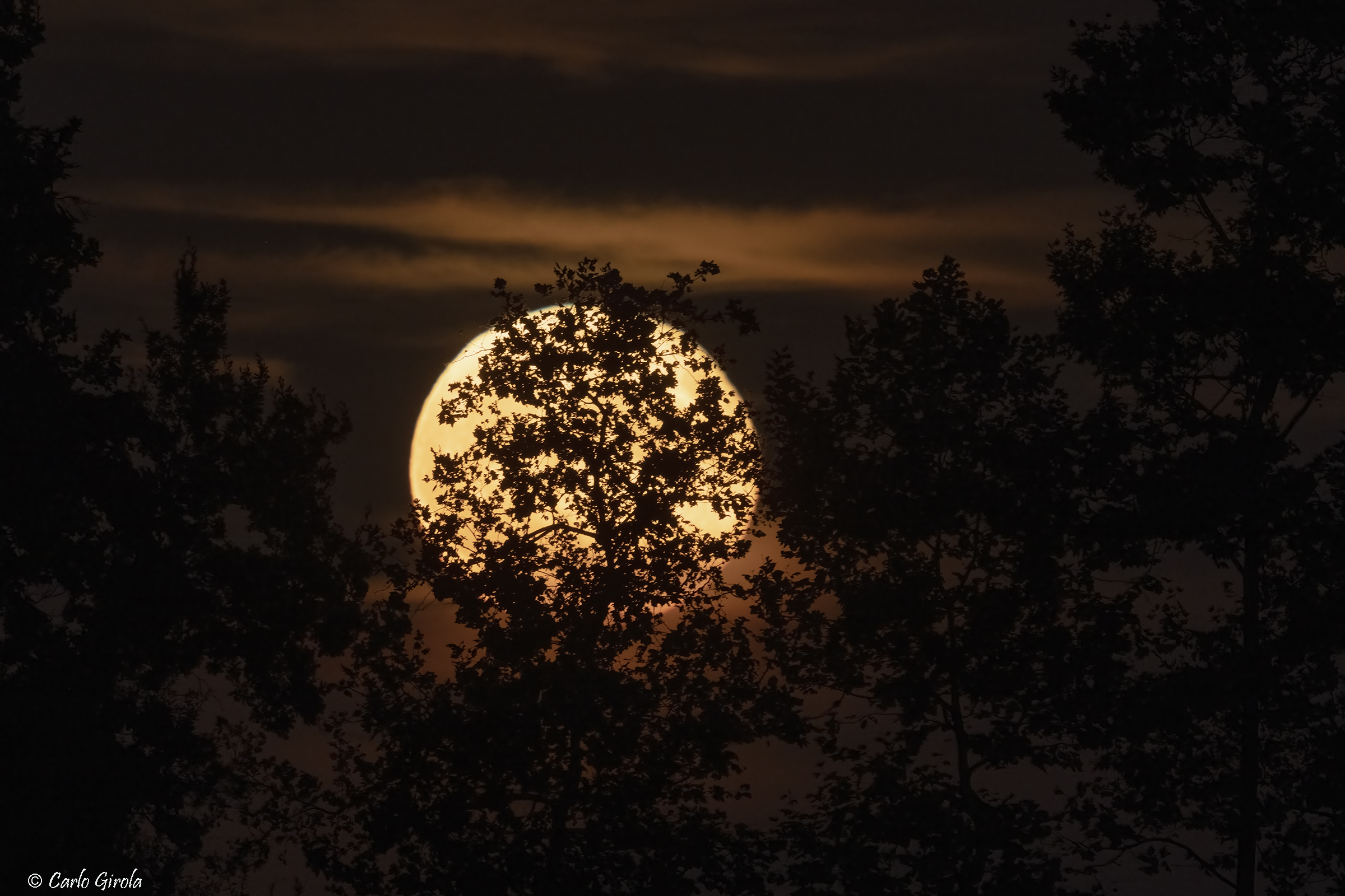 Sorge la luna dal bosco