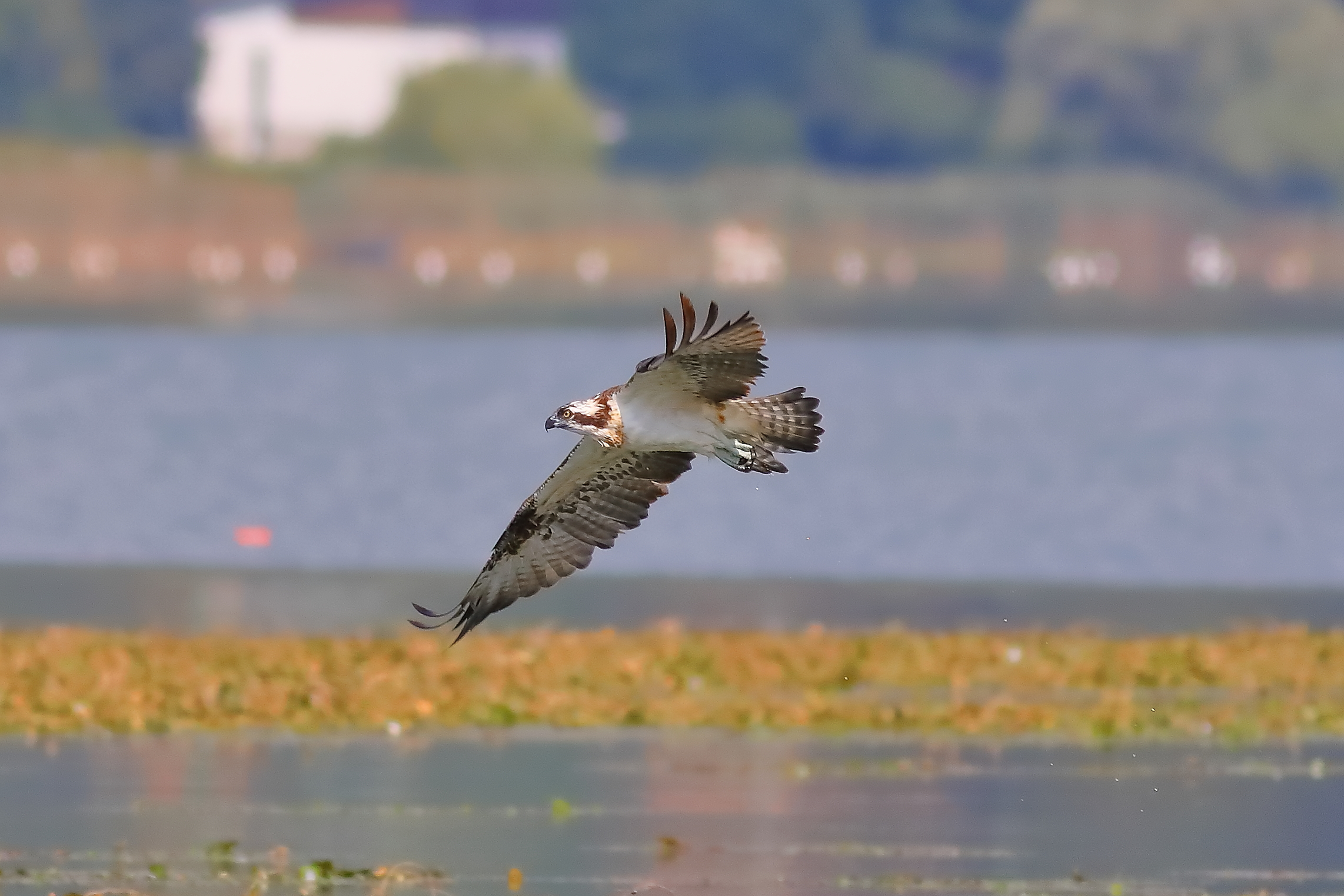 Falco pescatore 01-09-2023 - 345