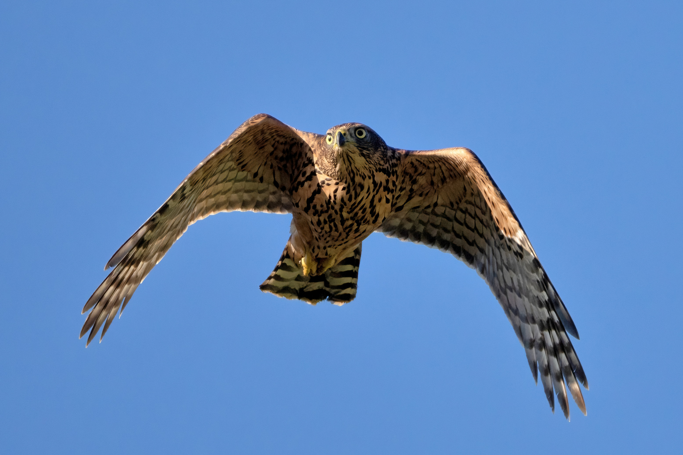 Goshawk (Accipiter gentilis) luv