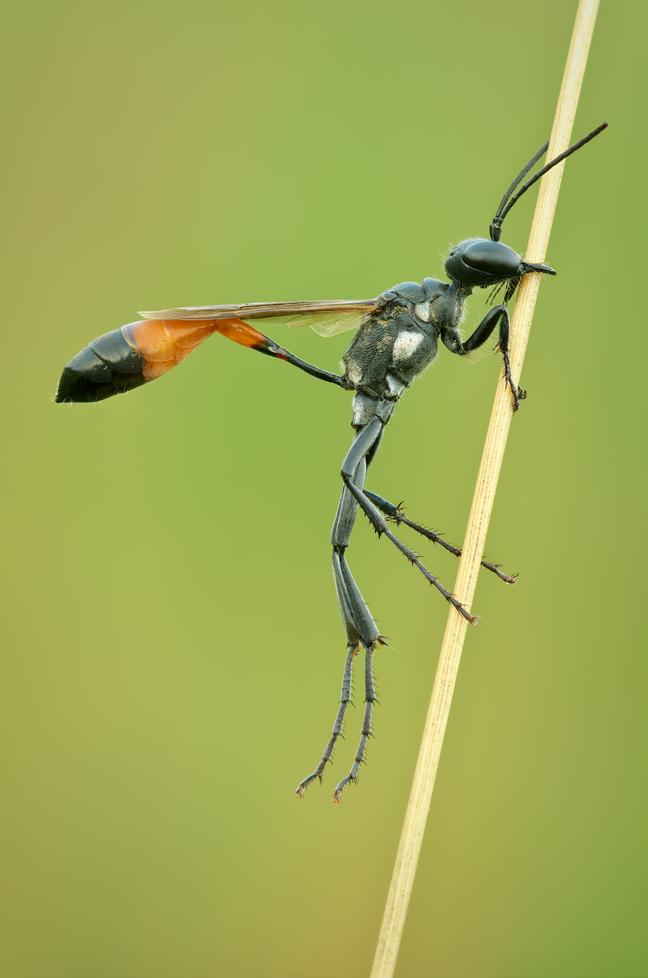 Ammophila sabulosa