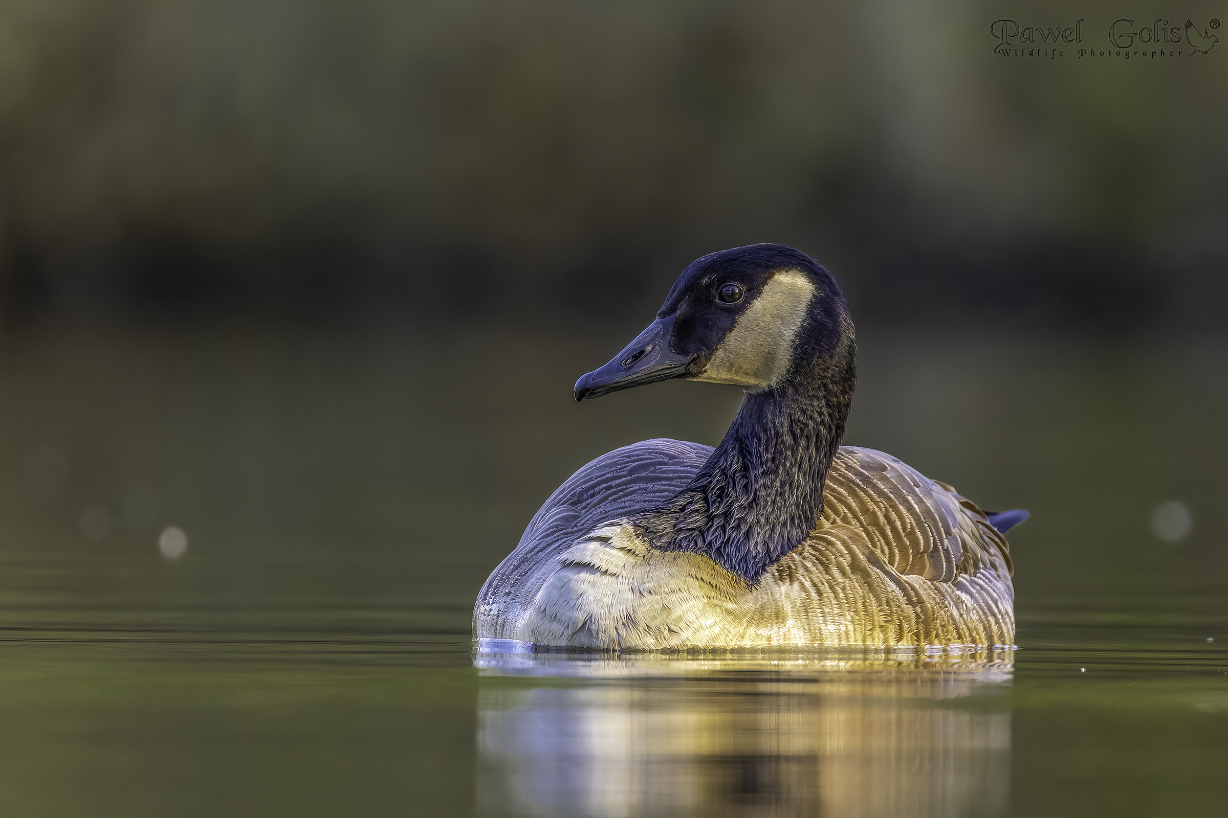 Oca canadese (Branta canadensis)