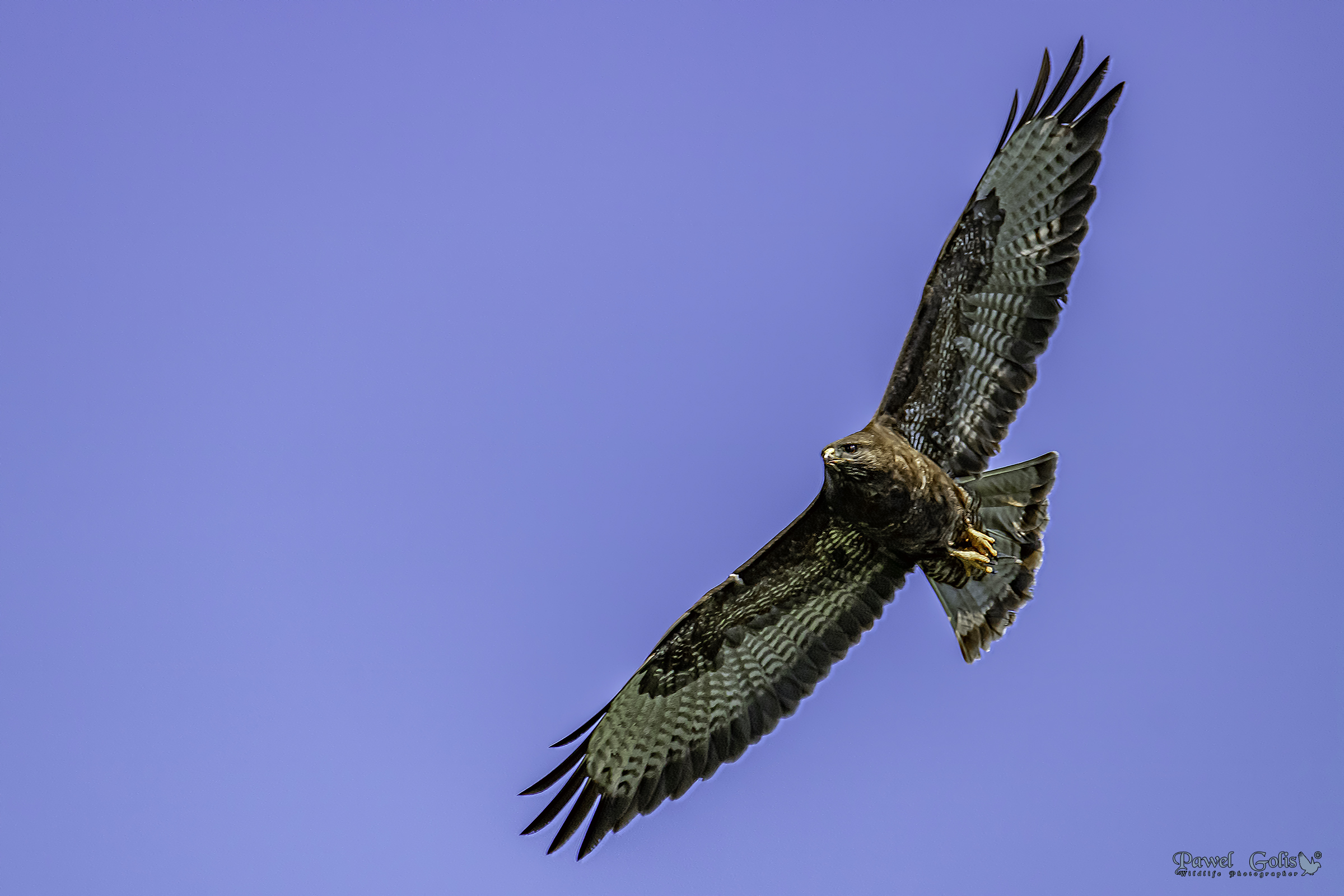 Poiana (Buteo buteo)