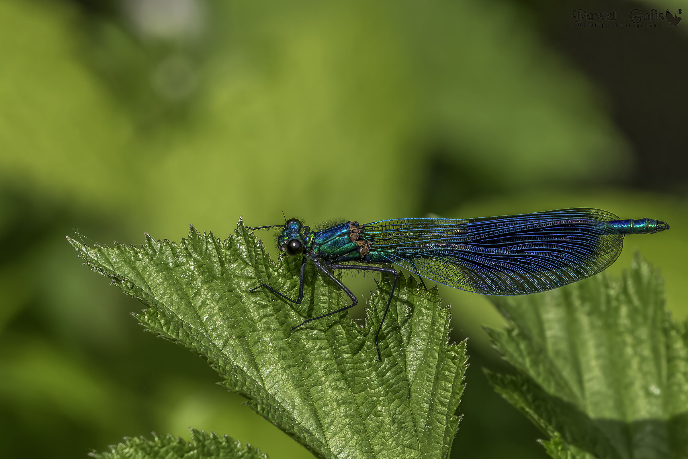 The banded demoiselle
