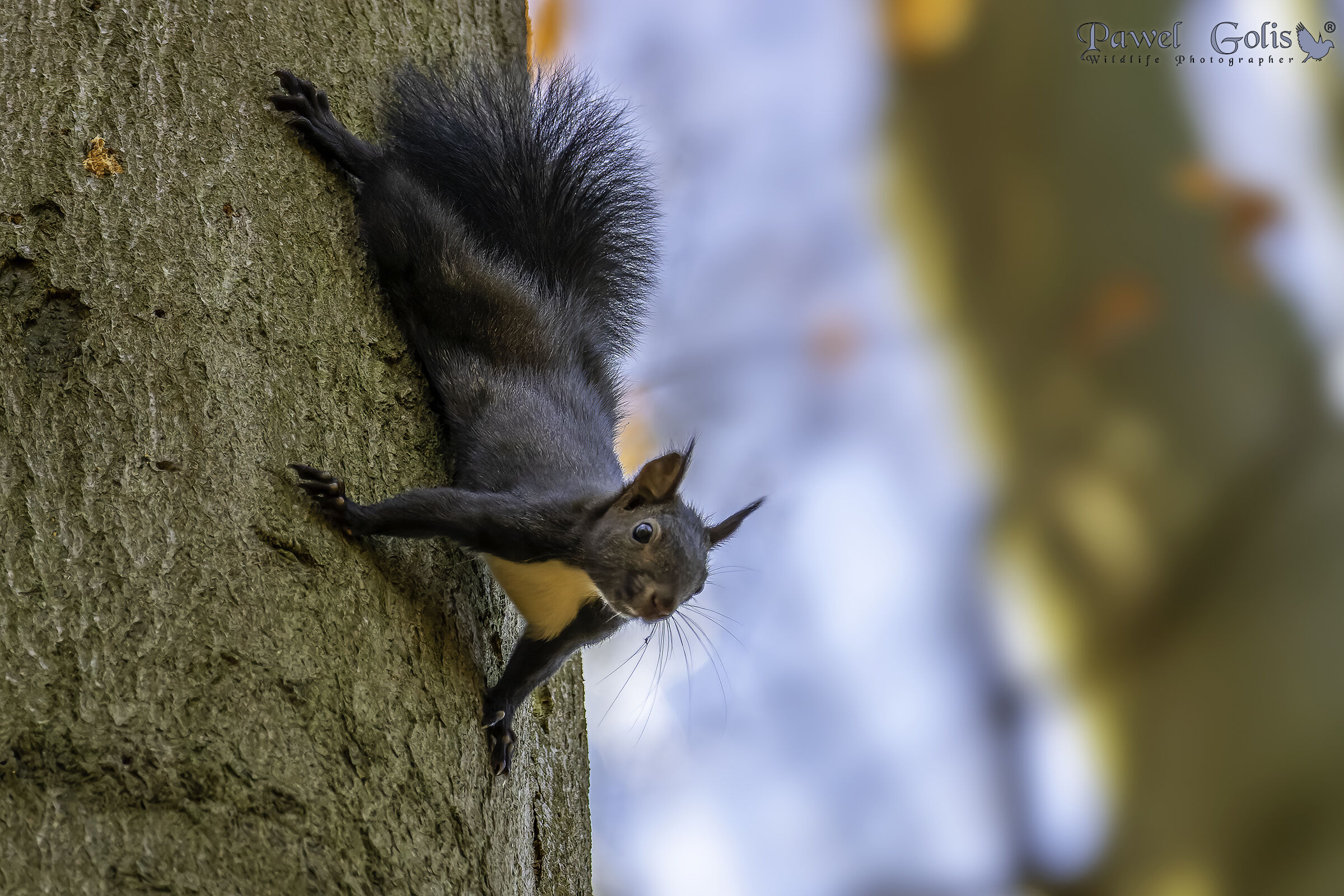 Scoiattolo grigio orientale