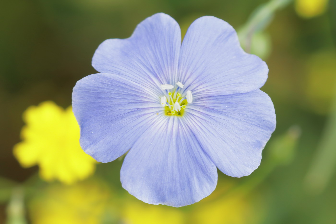 Linum sp. z o.o.