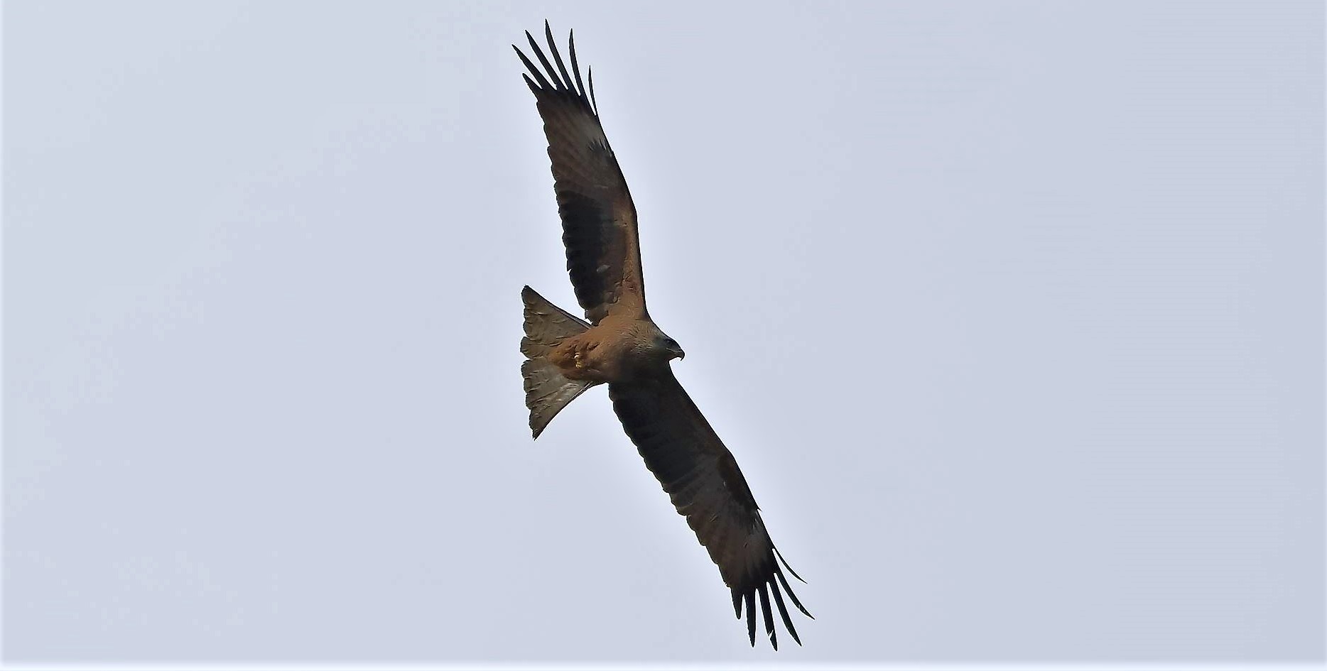 Nibbio bruno 06-04-2023