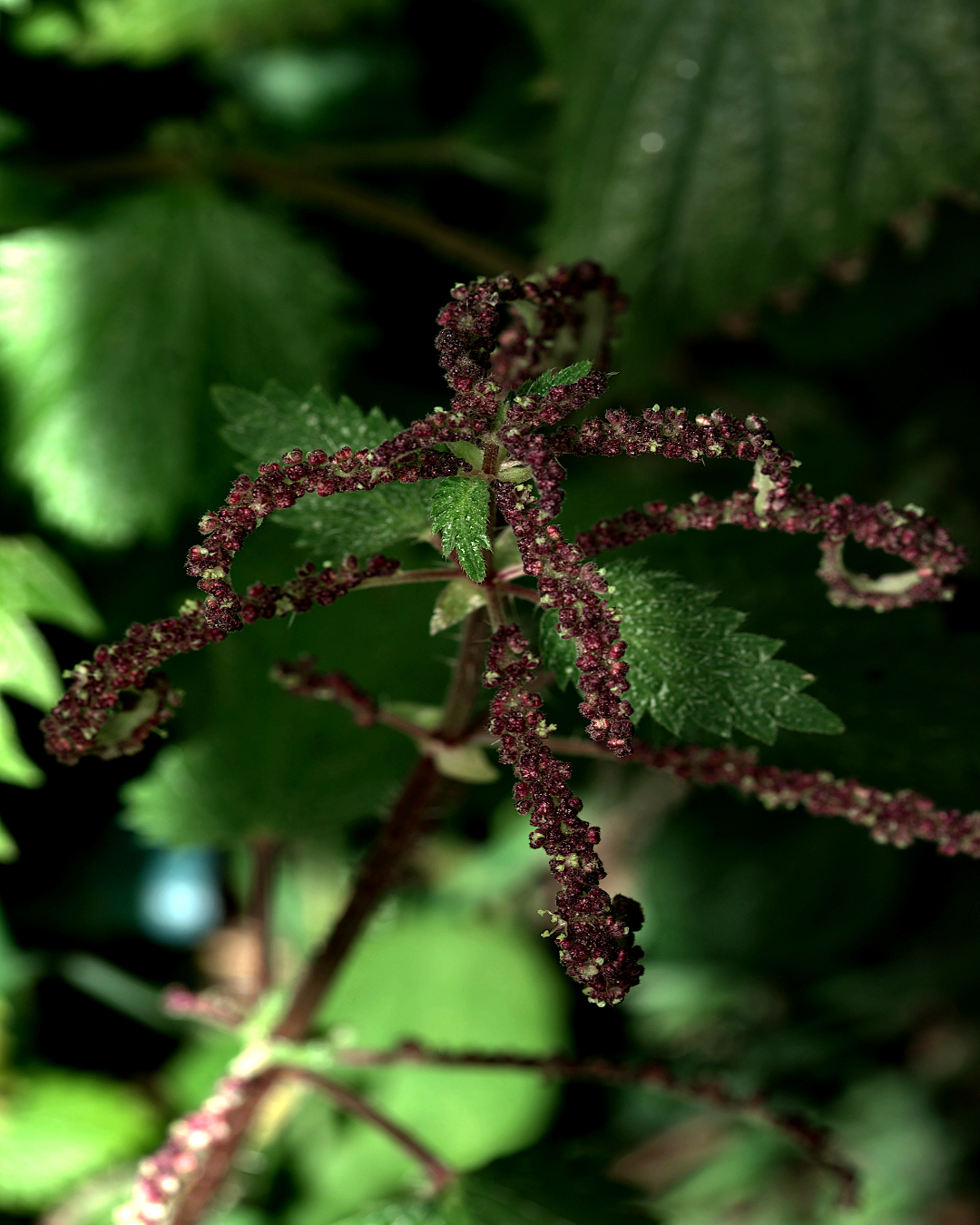 Inflorescenza dell'ortica