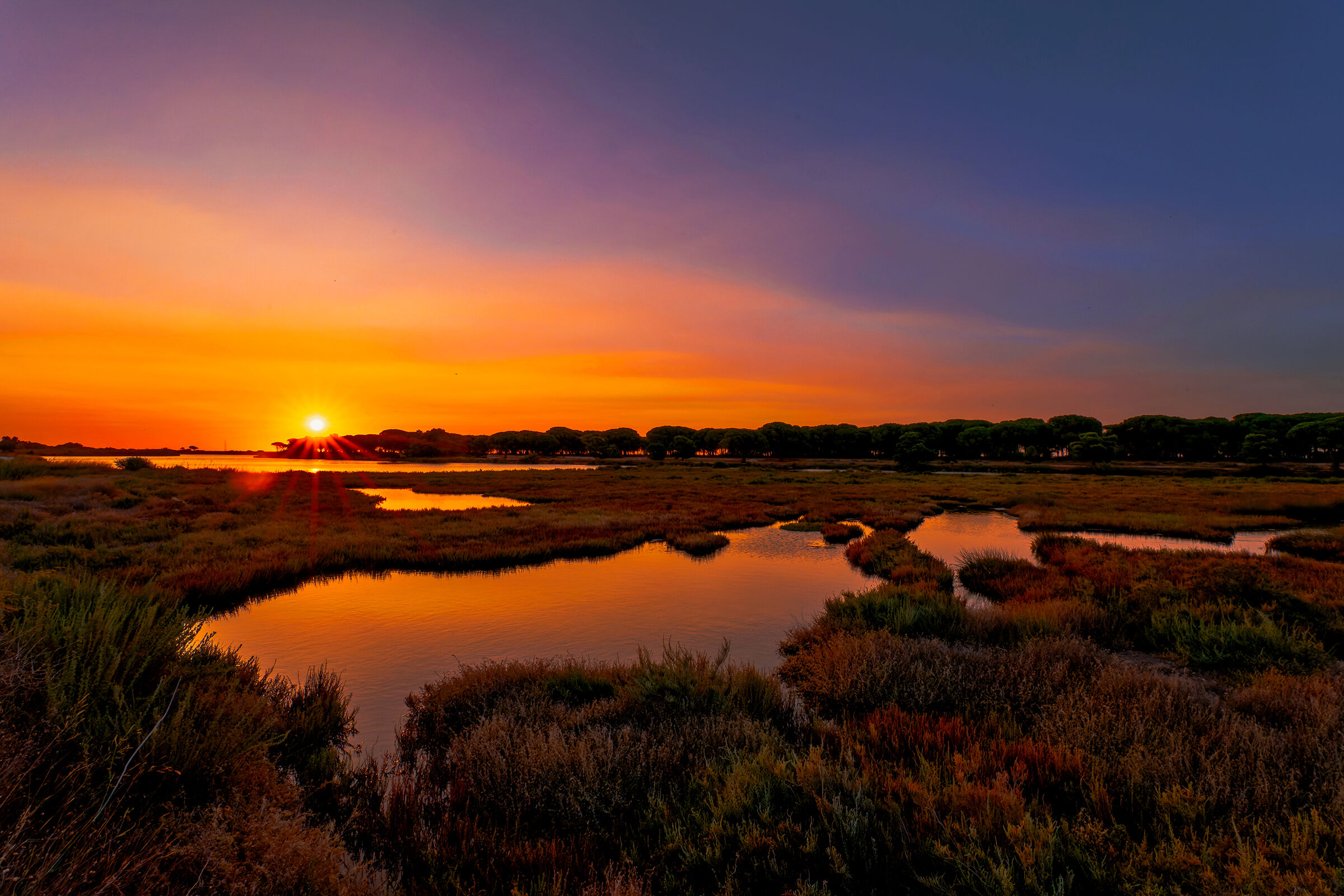 Sunrise in the swamp