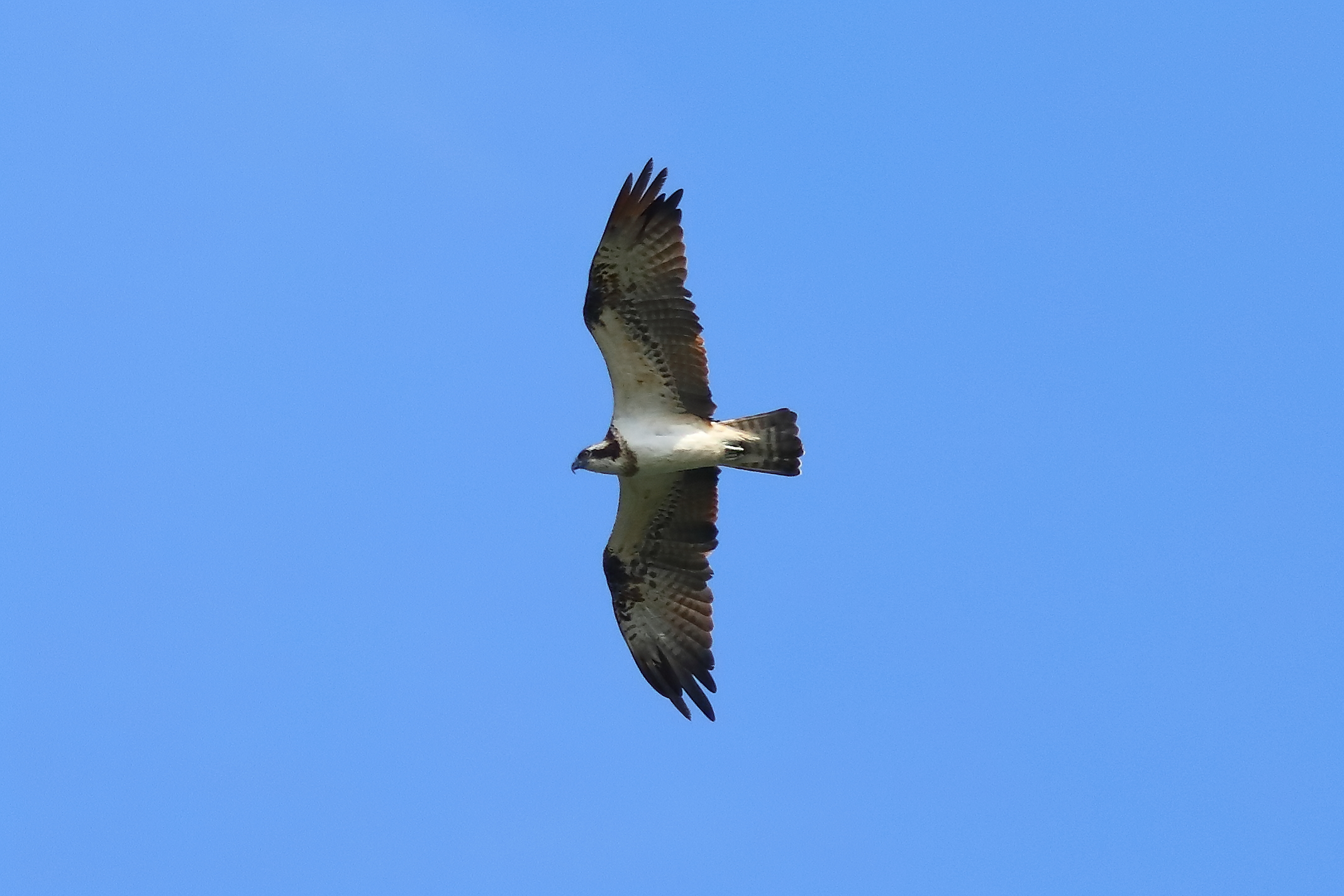 Falco pescatore settembre 2023 -073