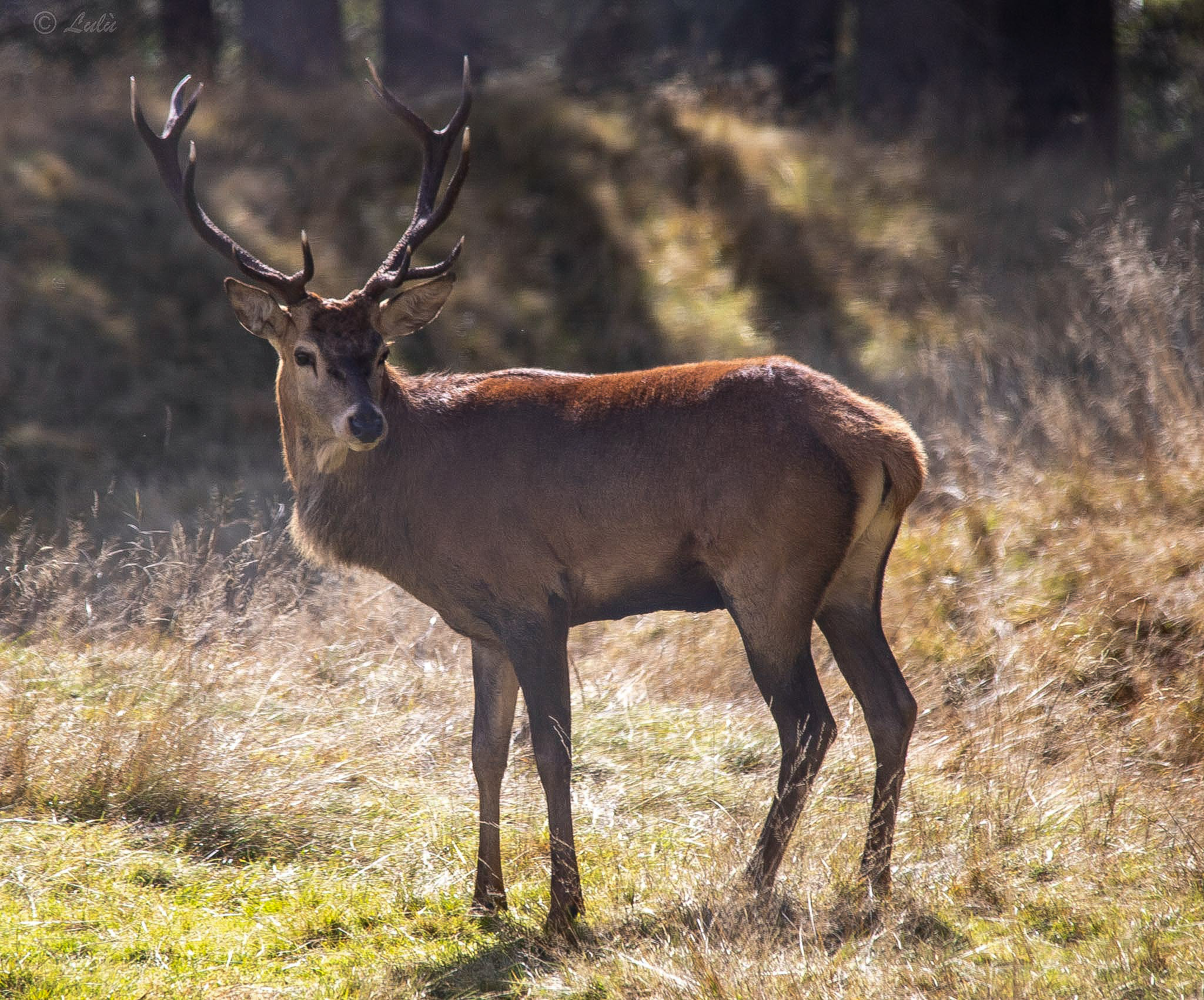 Paneveggio Park... Curious deer