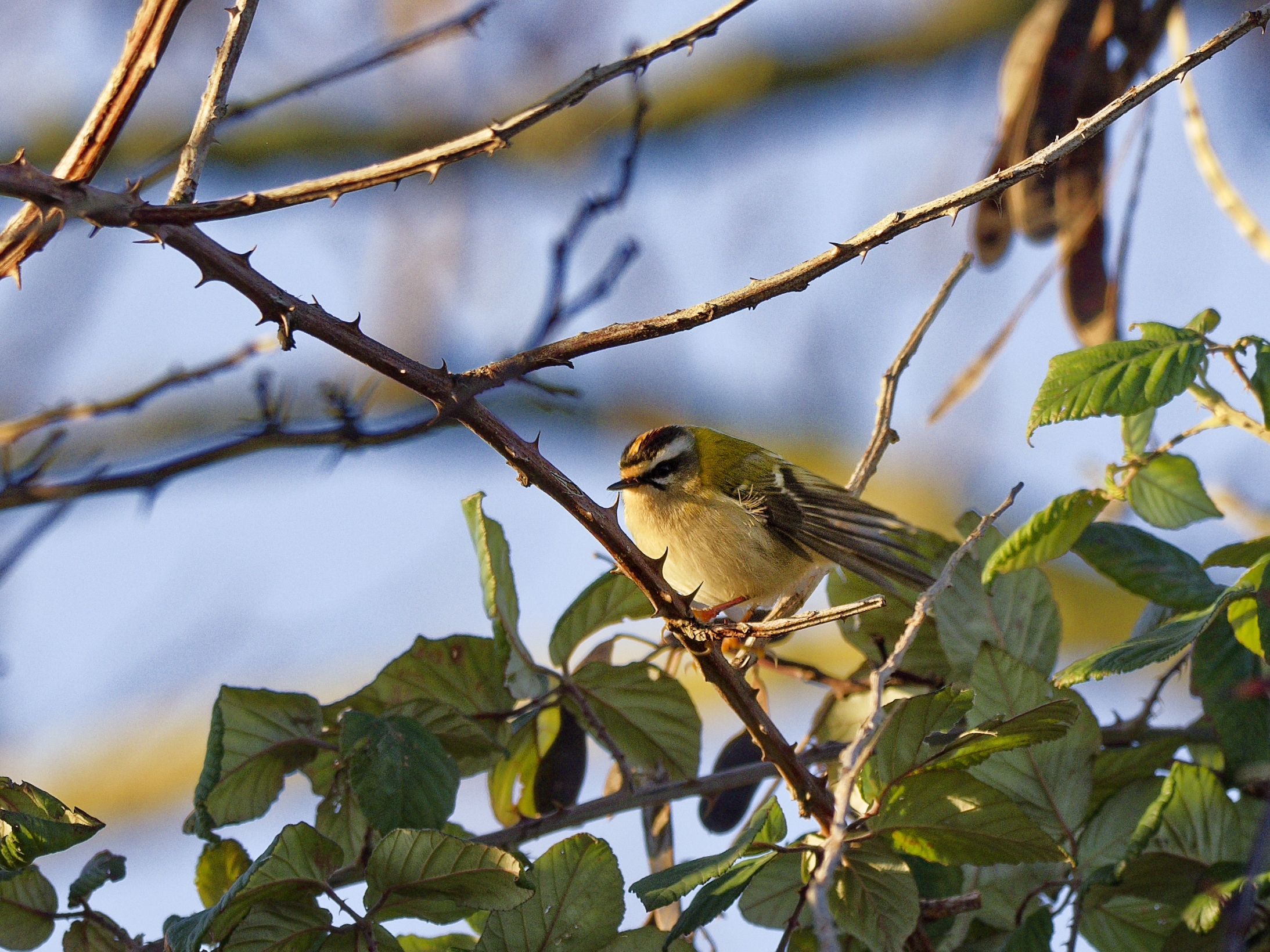 Firecrest