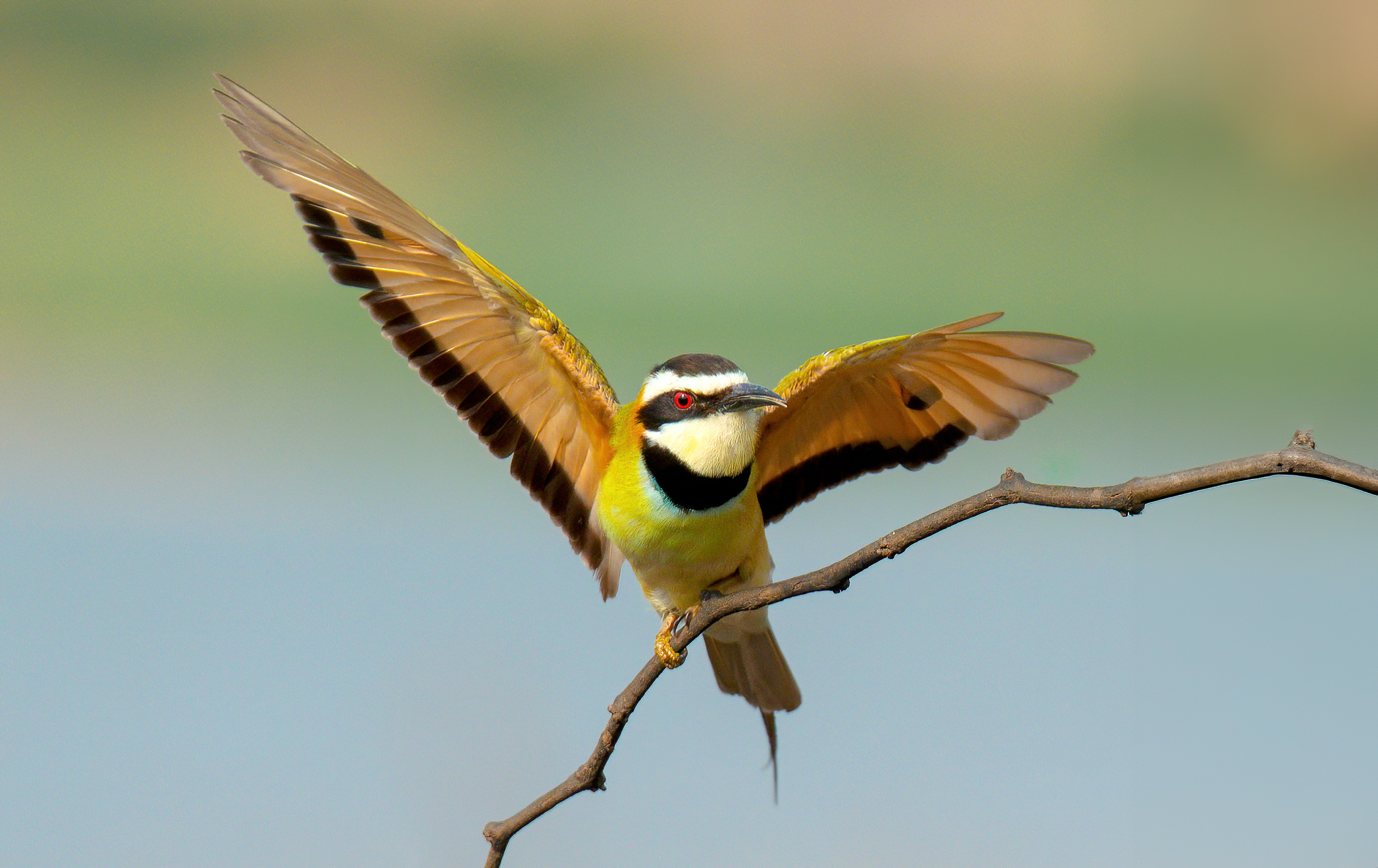 Gruccione dalla gola bianca