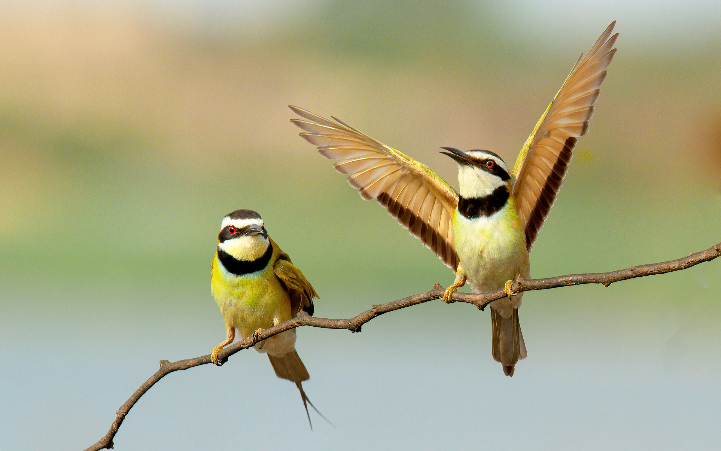Gruccione dalla gola bianca