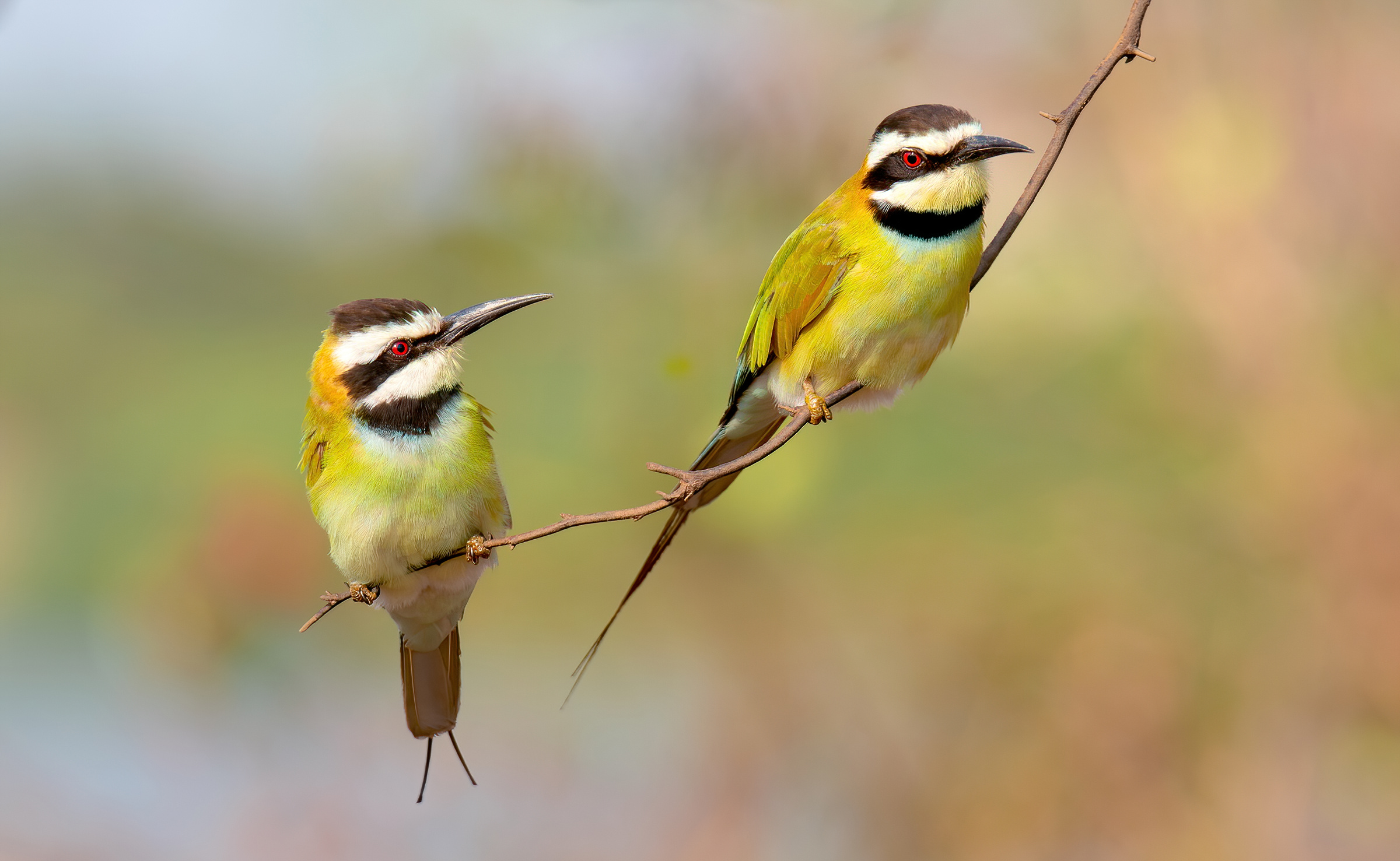 Gruccione dalla gola bianca