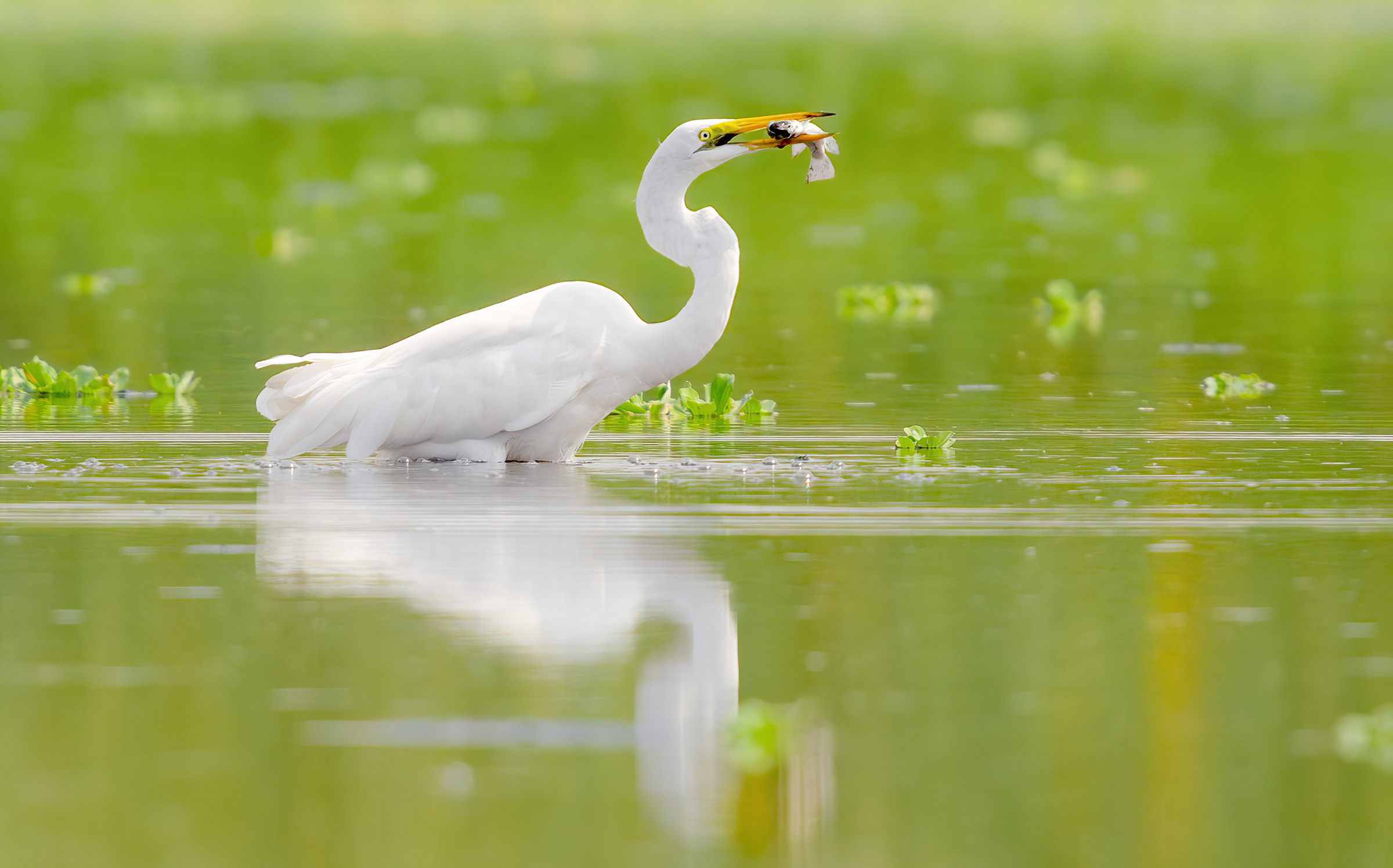 Airone bianco maggiore