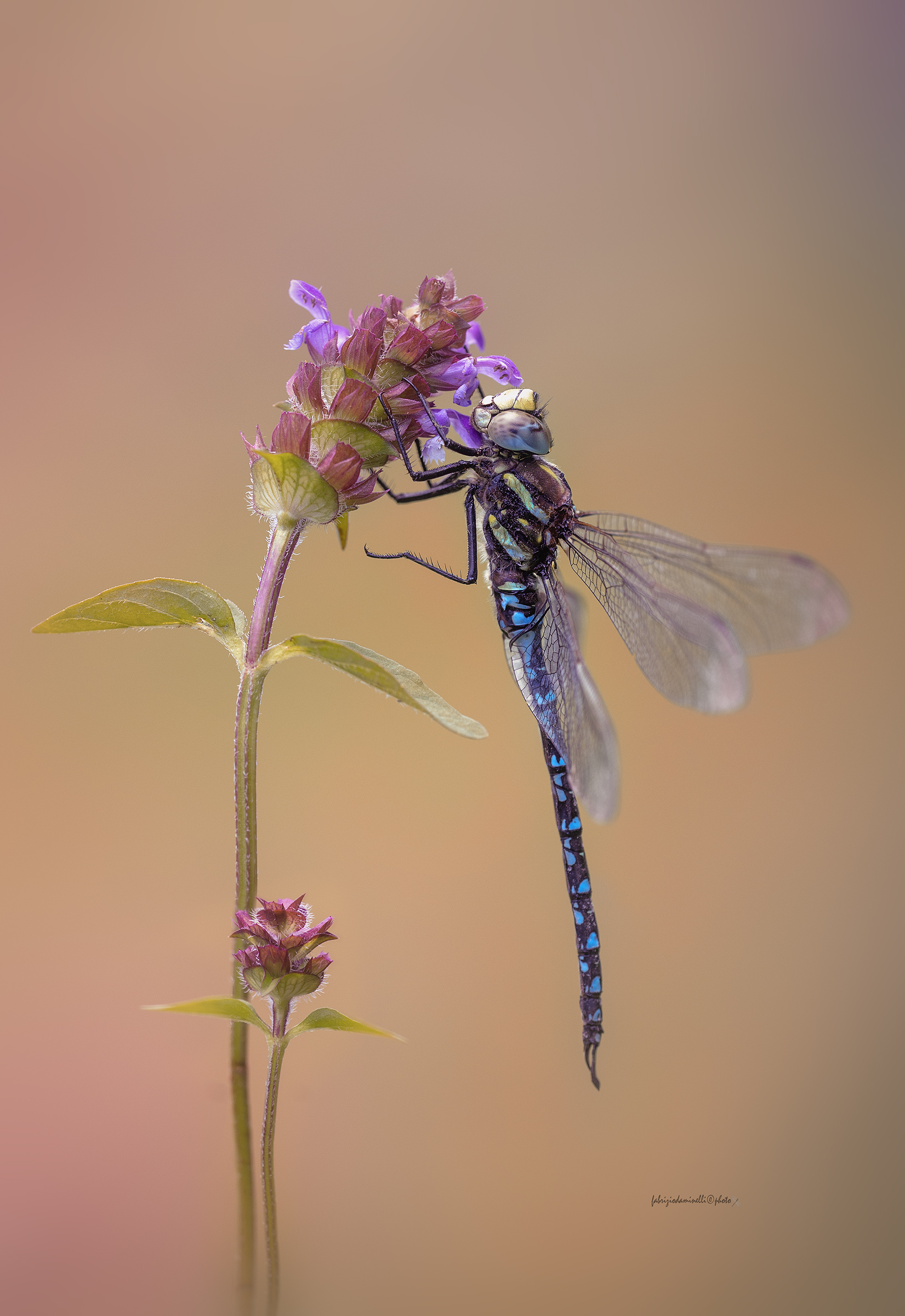 Aeshna juncea - male
