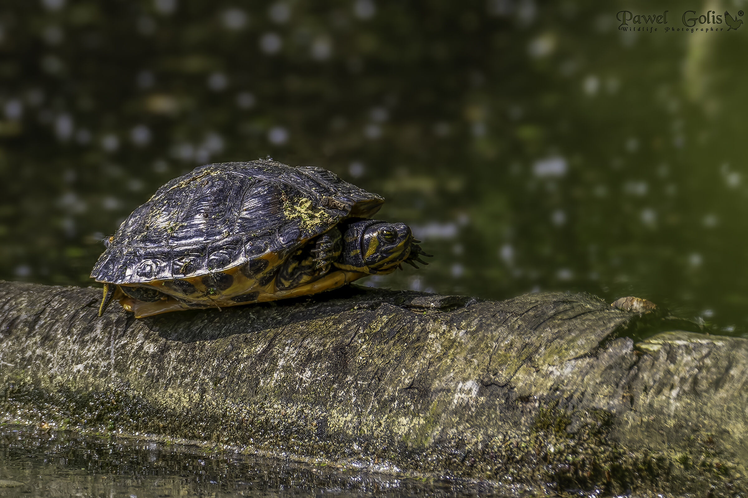 Il fiume cooter (Pseudemys concinna)