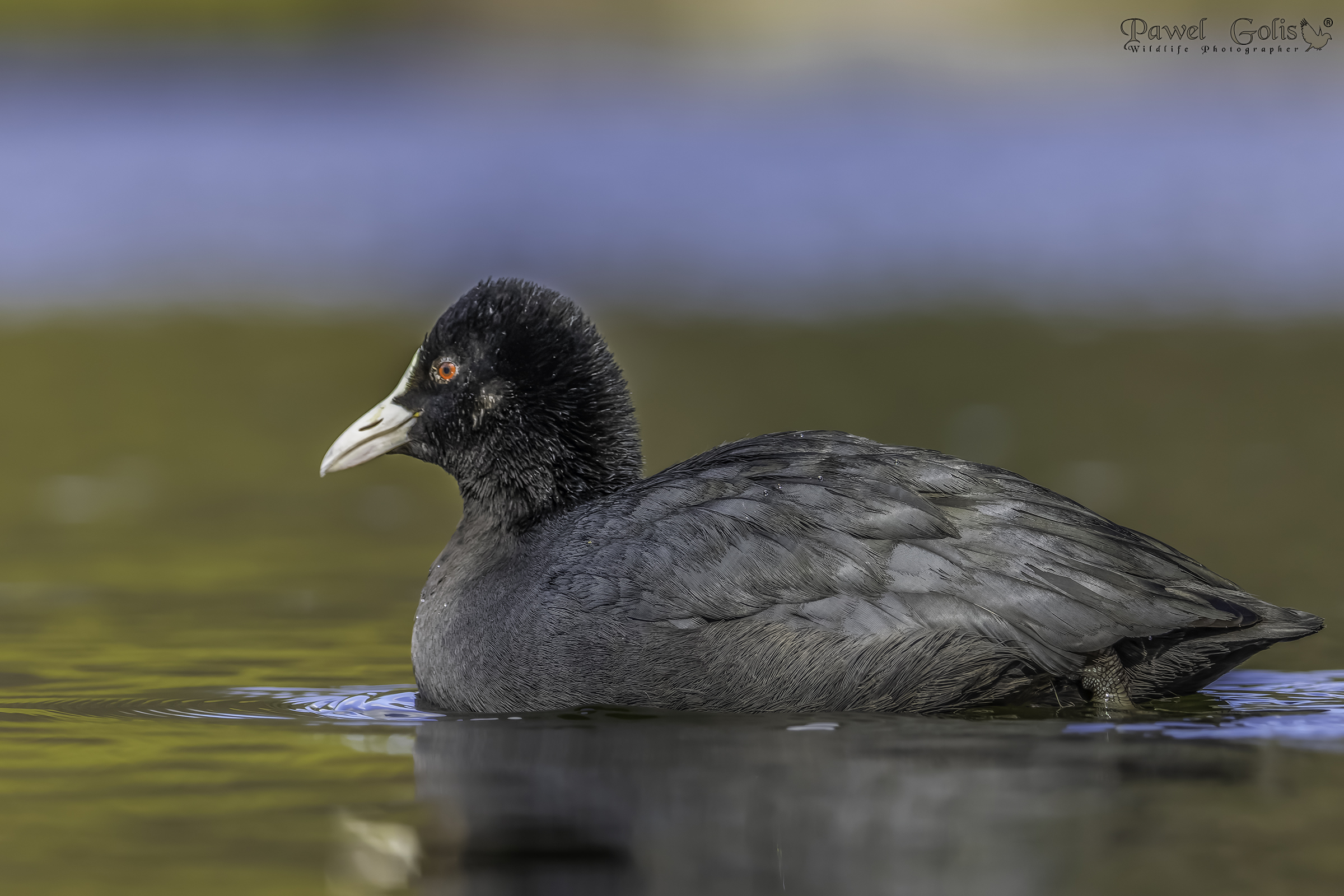 Folaga eurasiatica (Fulica atra)