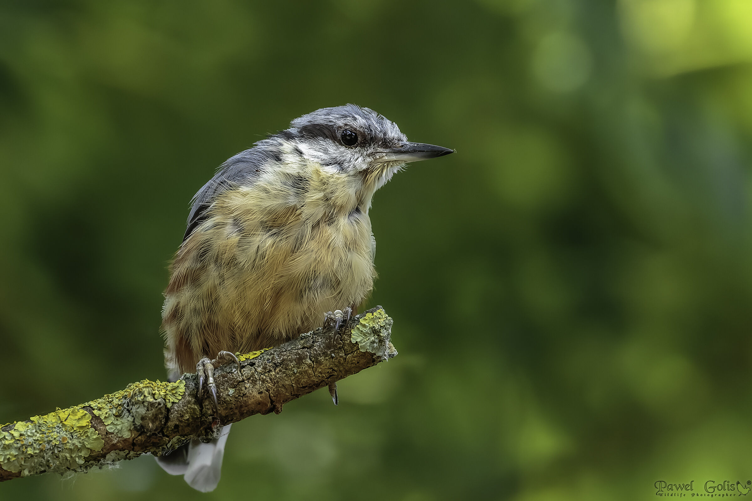Picchio muratore (Sitta europaea)