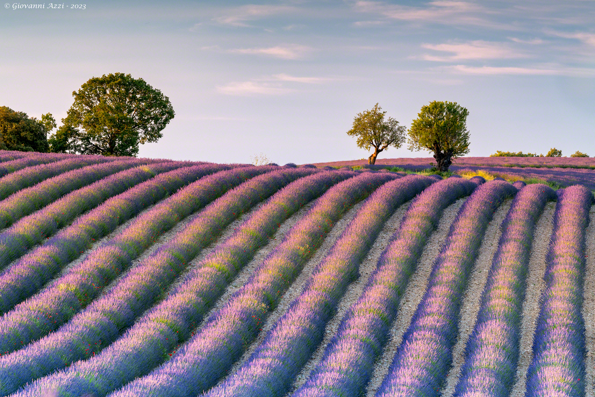 Onde di lavanda