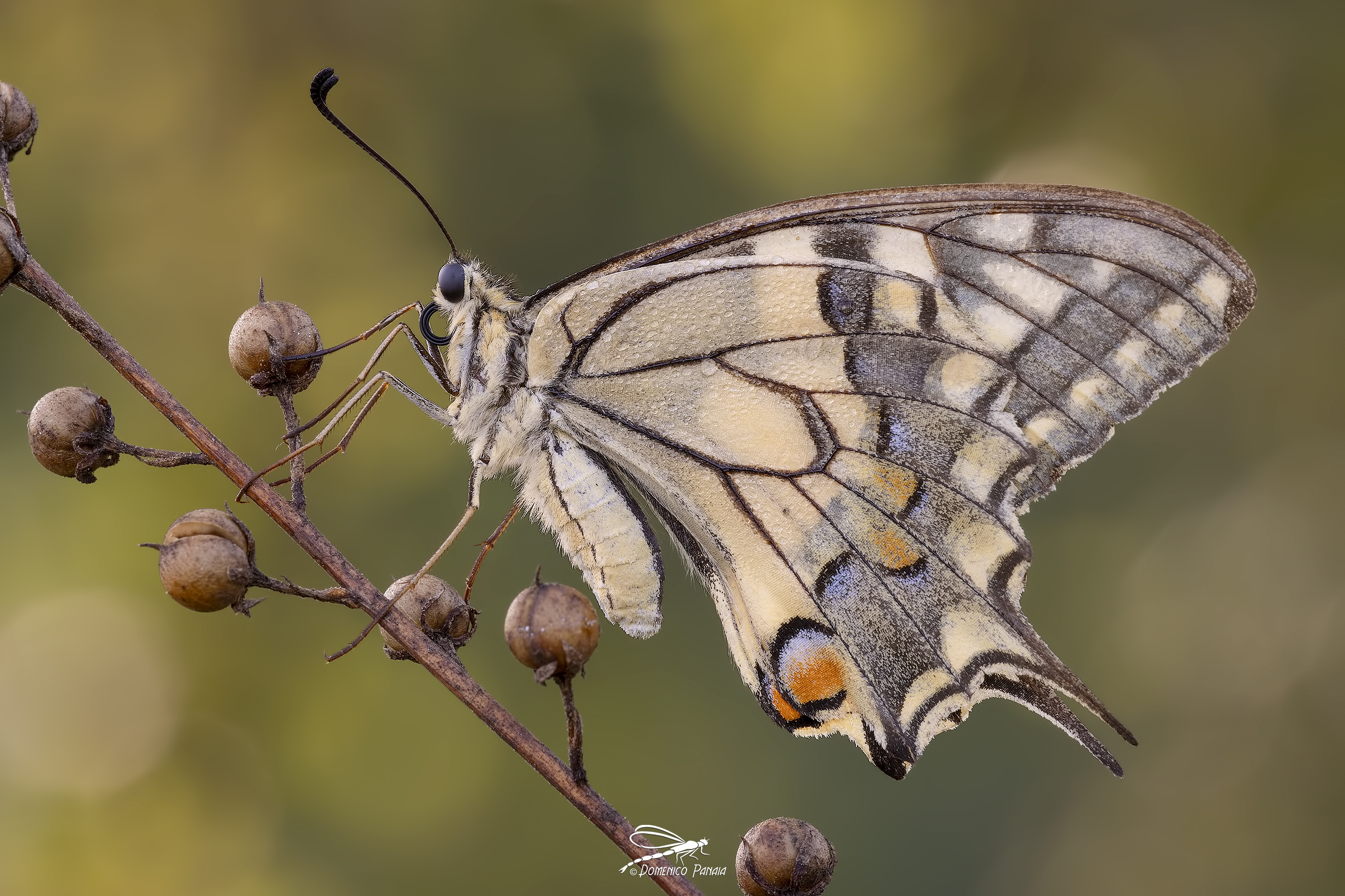 swallowtail