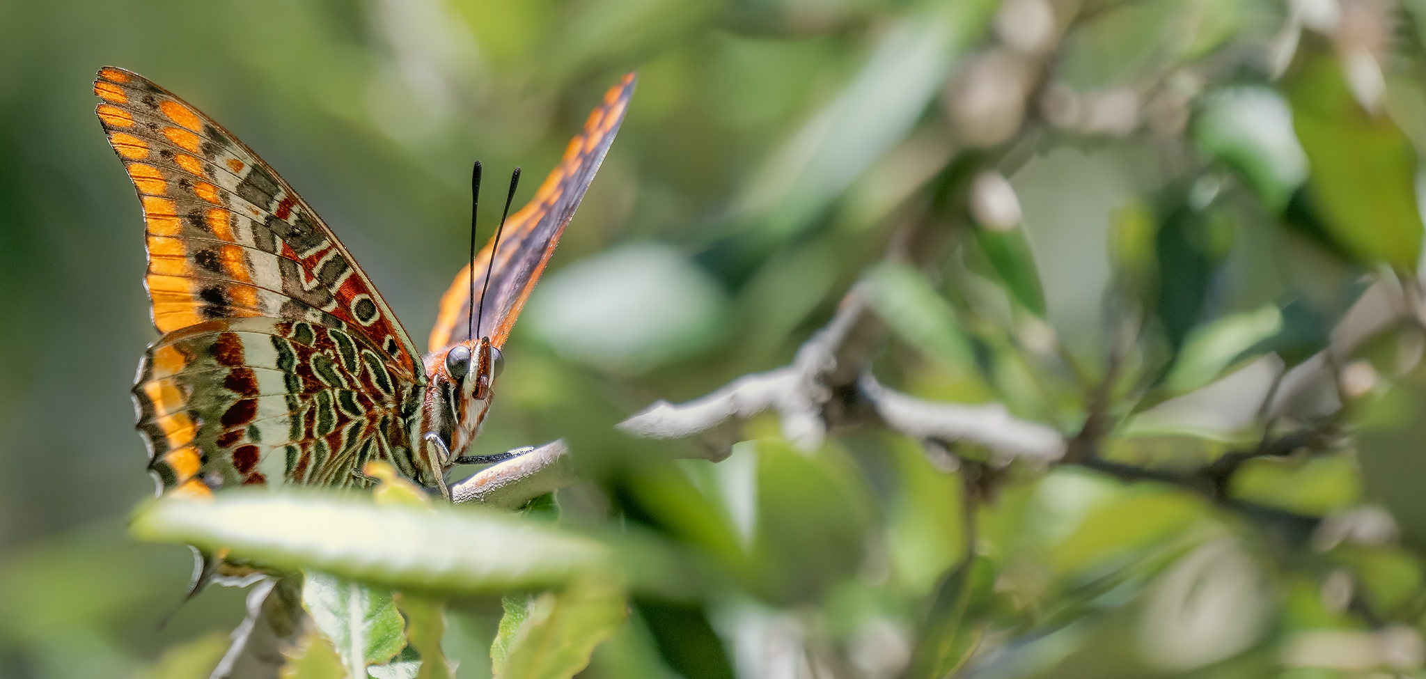Strawberry tree nymph - Charaxes jasius
