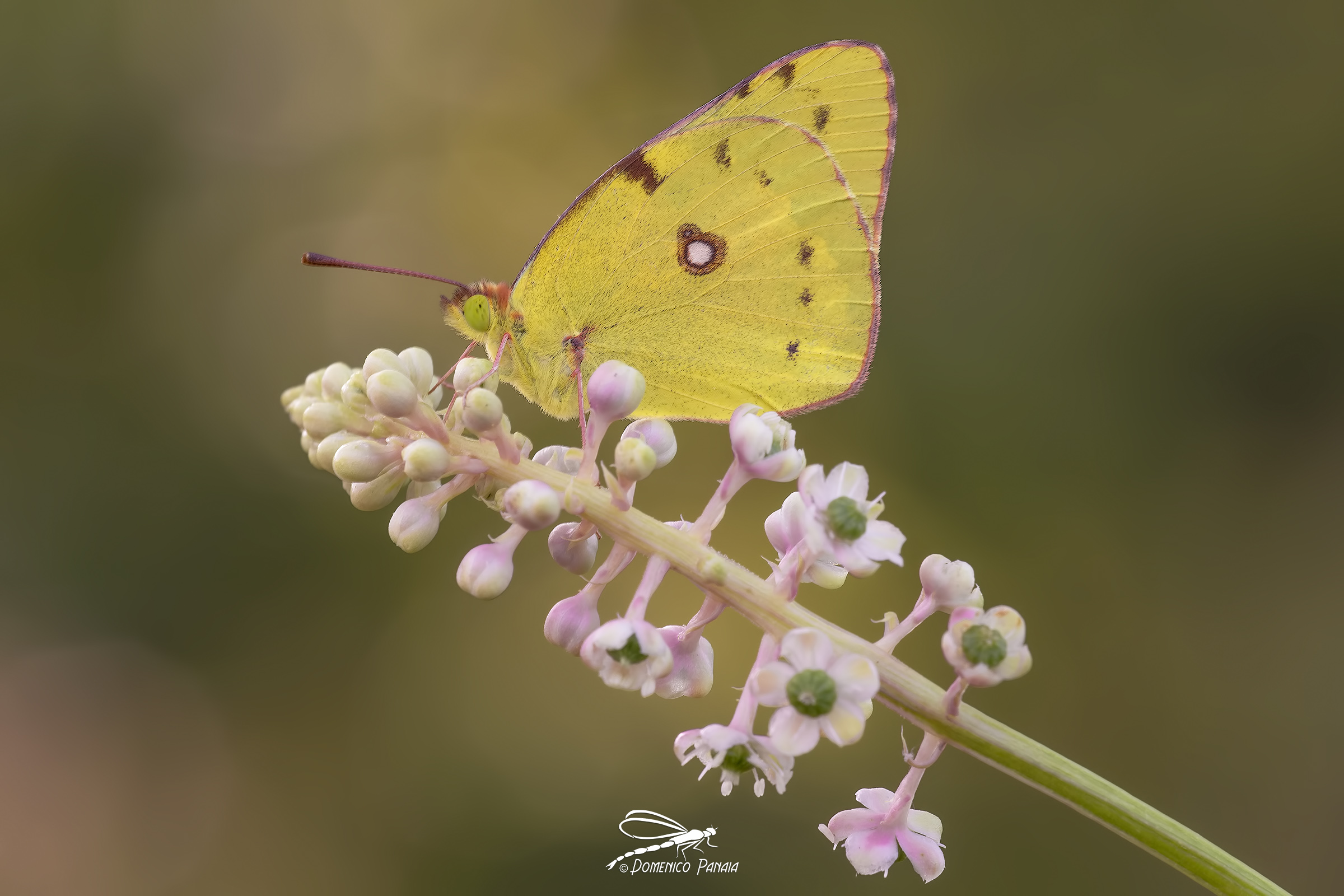 Colias Crocea