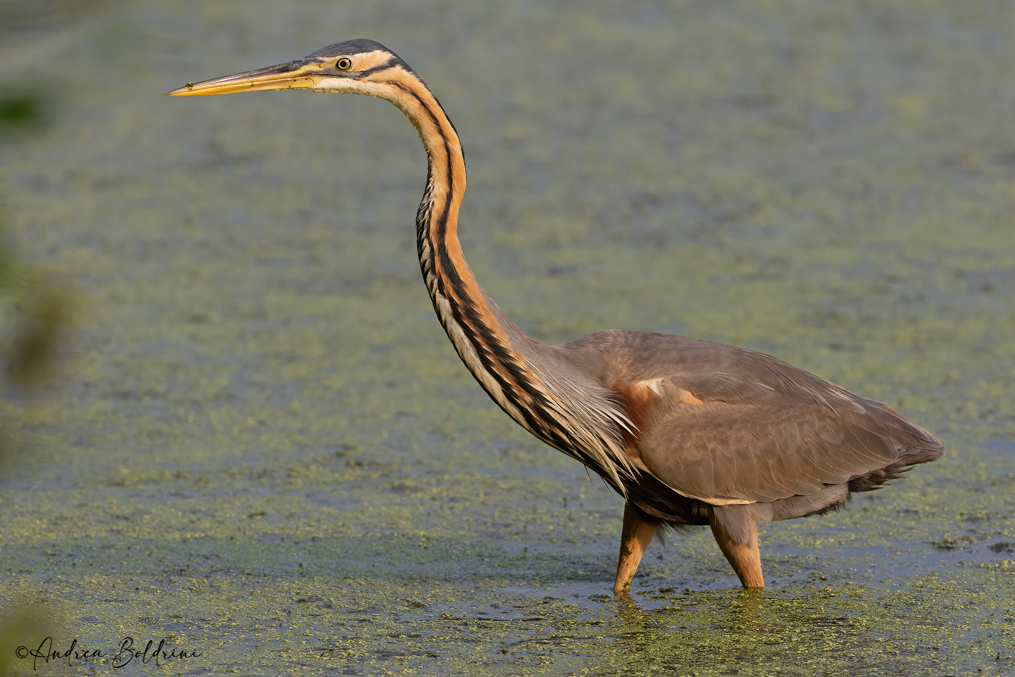 Purple heron