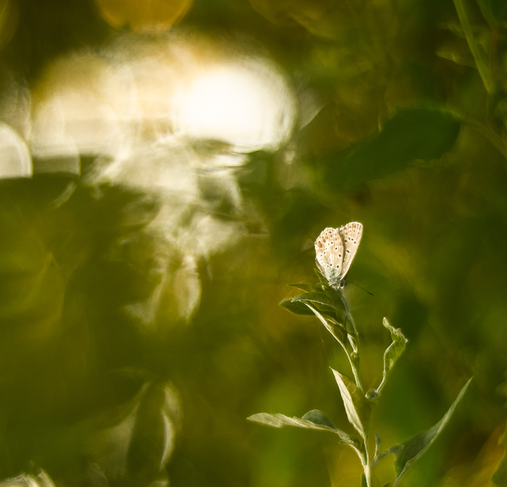 Butterfly and ectoplasm