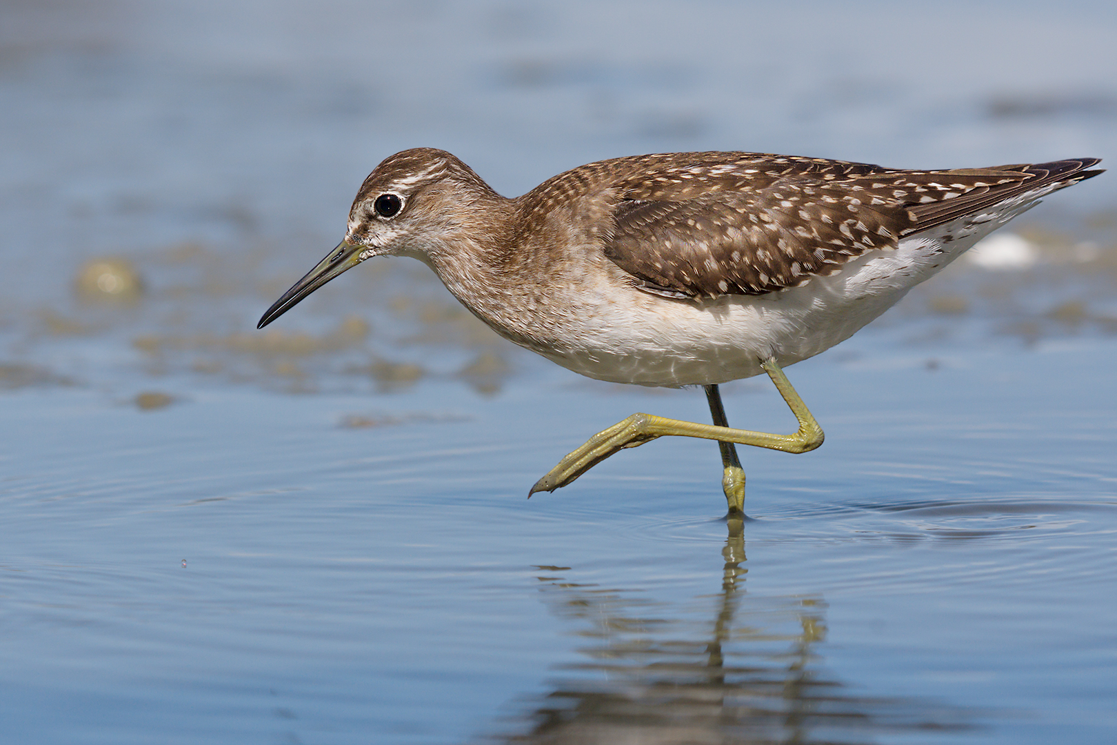 Sandpiper sandpiper