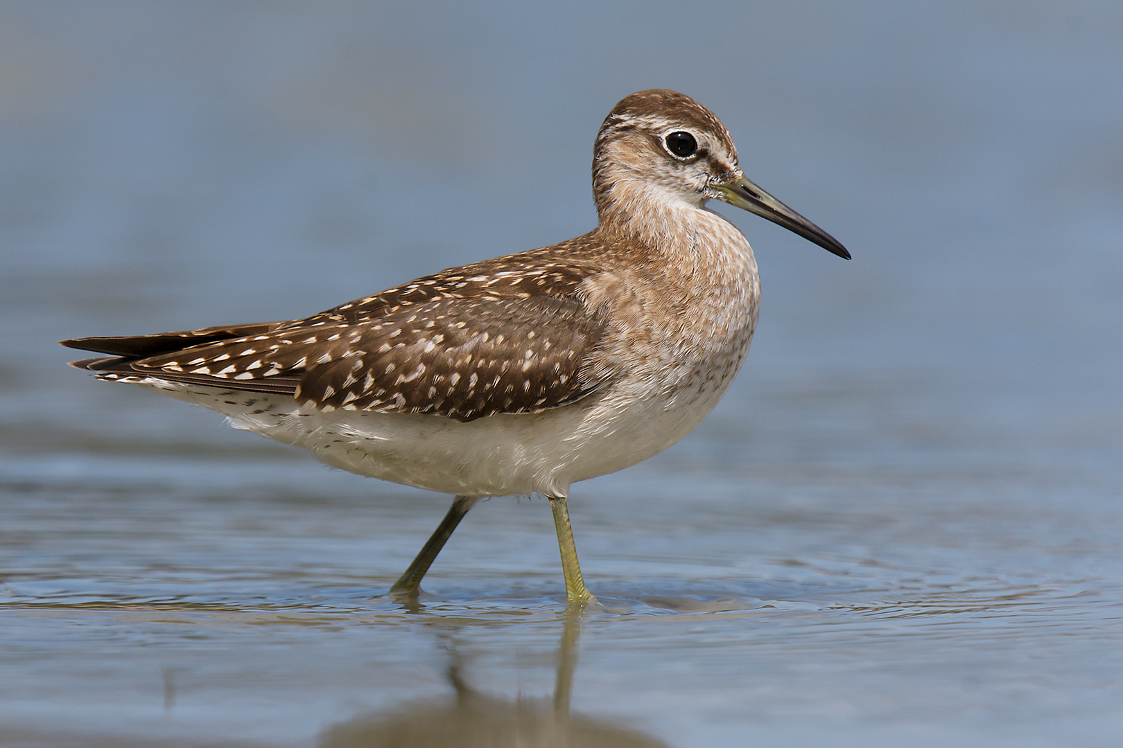 Sandpiper sandpiper