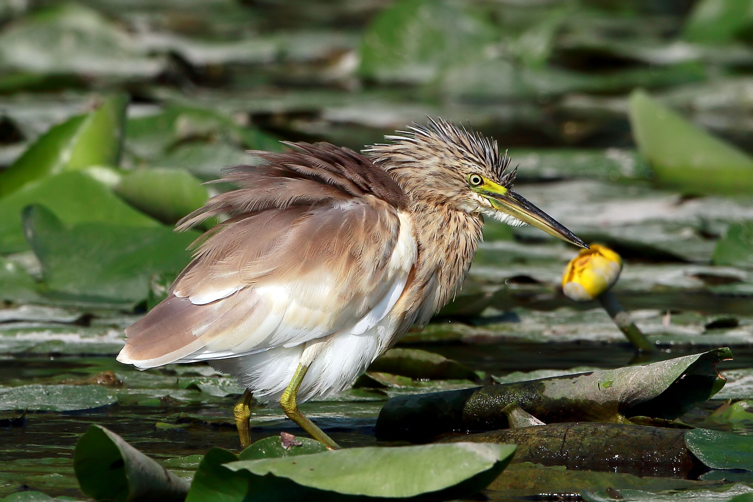 Young Emotional Gauze...
