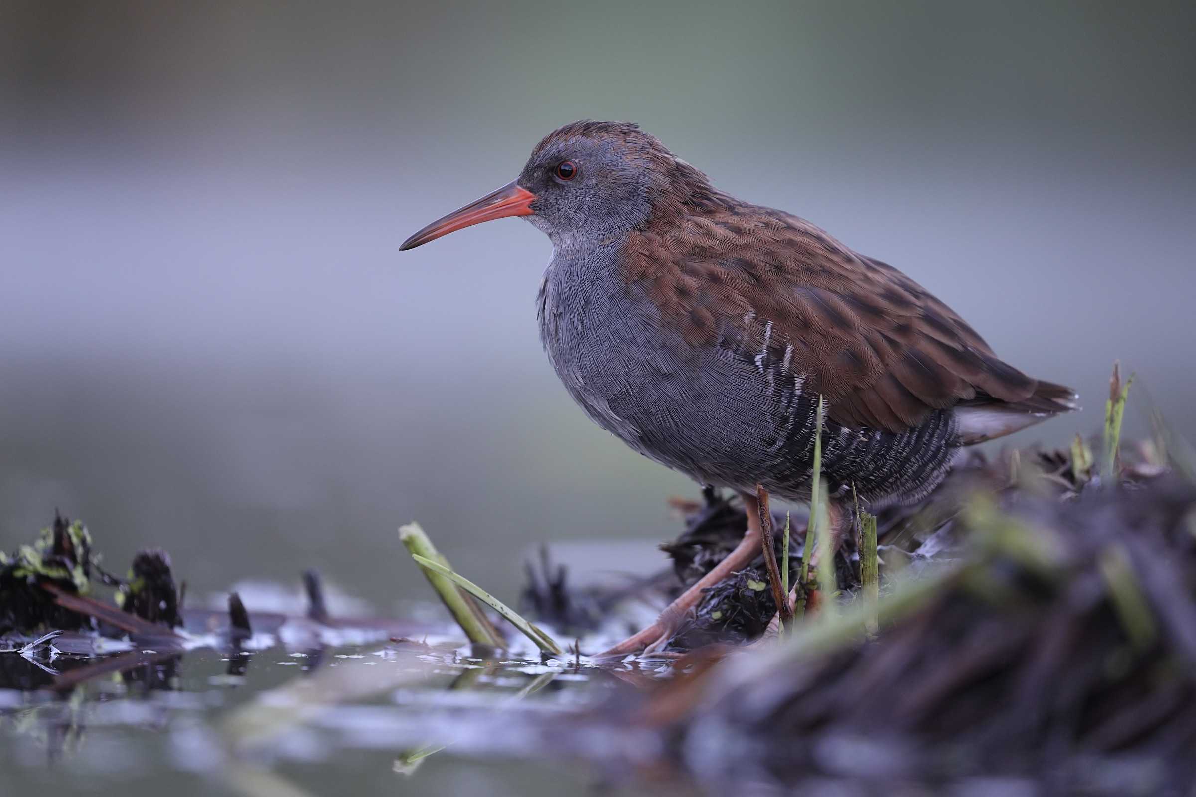 Water rail