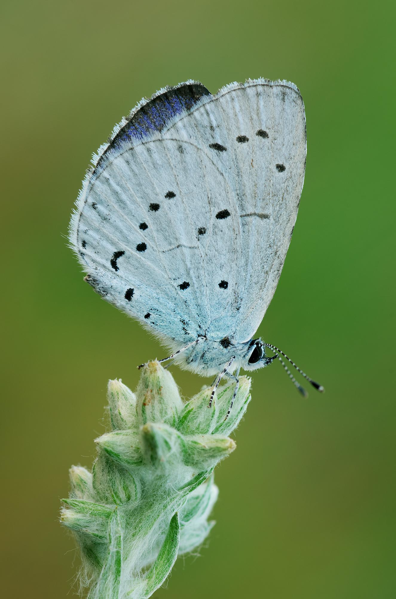 Celastrina argiolus