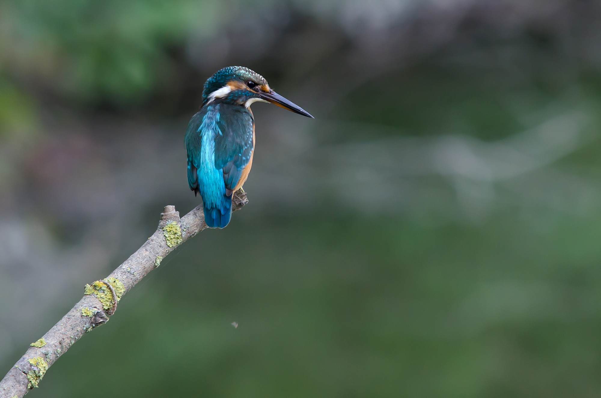 Kingfisher