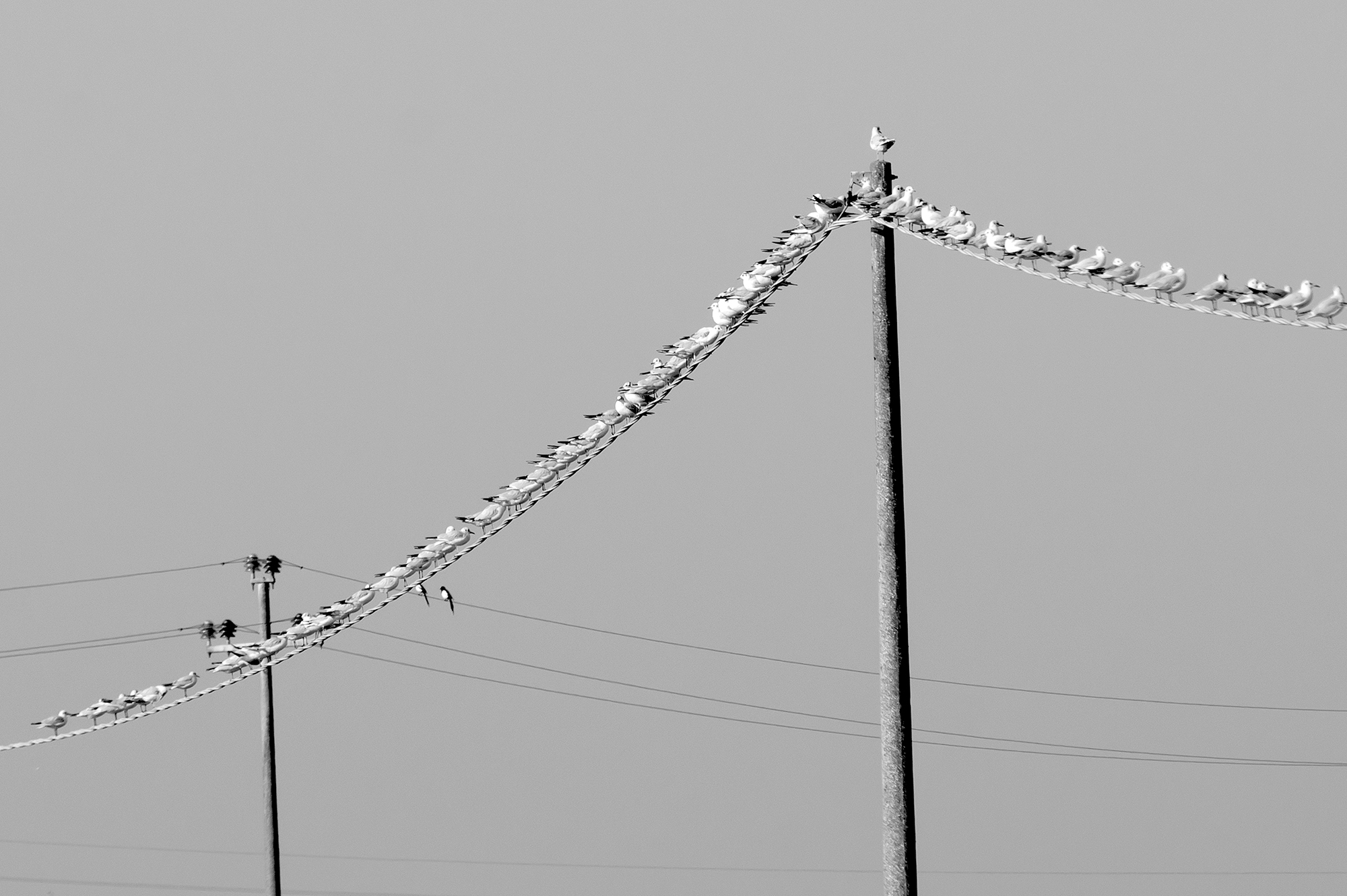Gulls