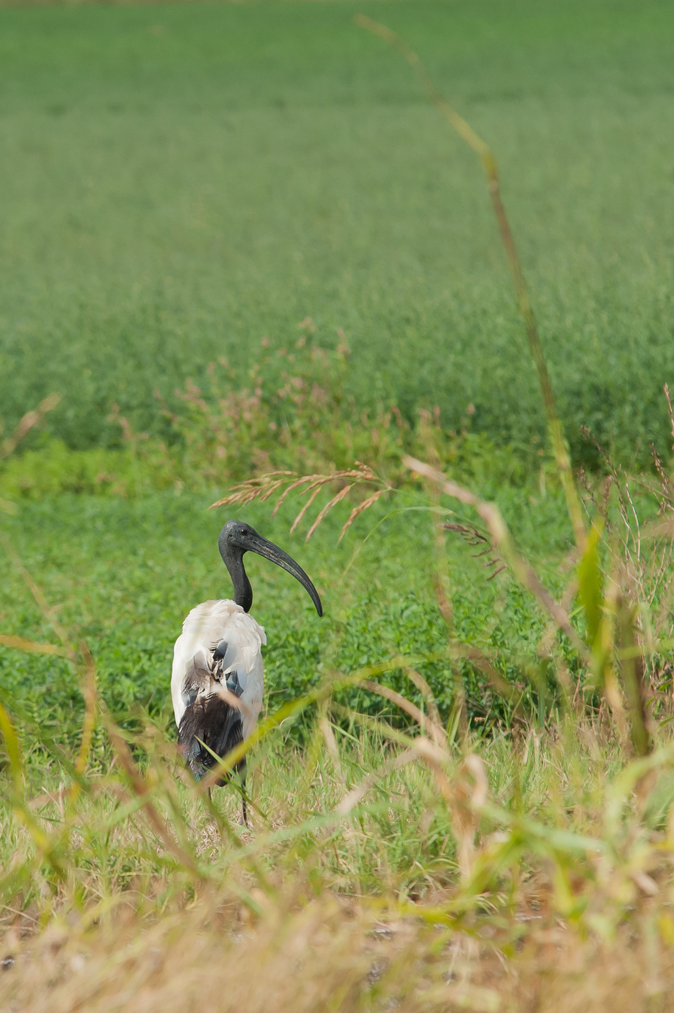 Ibis Sacro