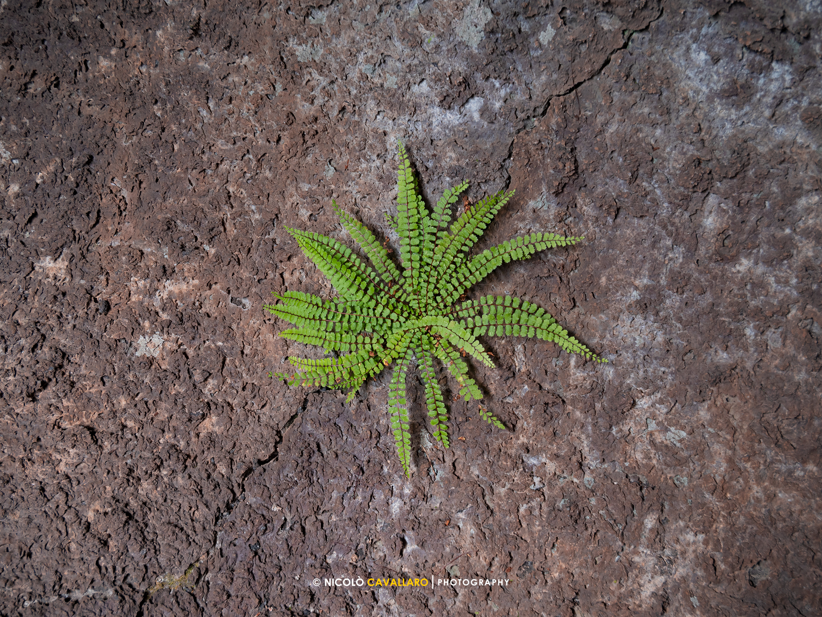 Fern inside lava flow cave