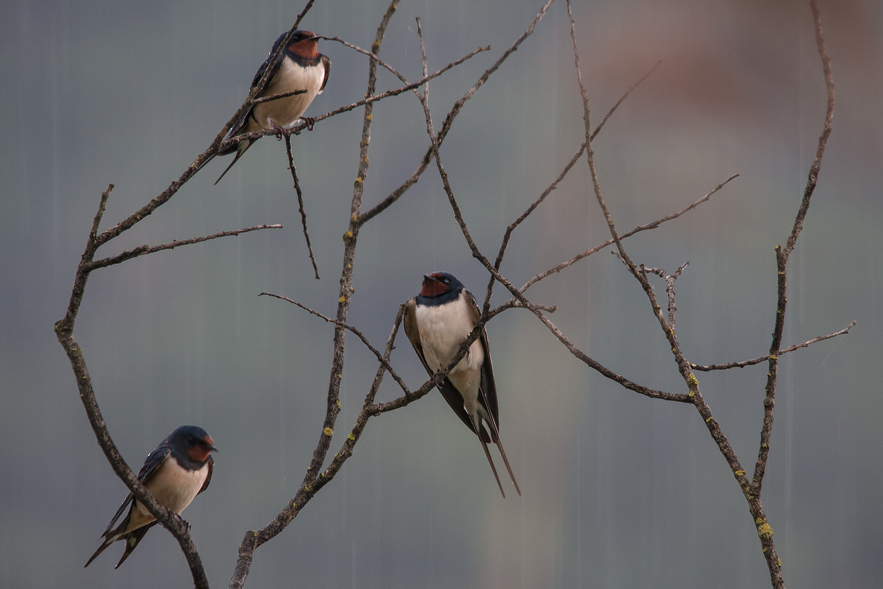 Rondini sotto la pioggia 1