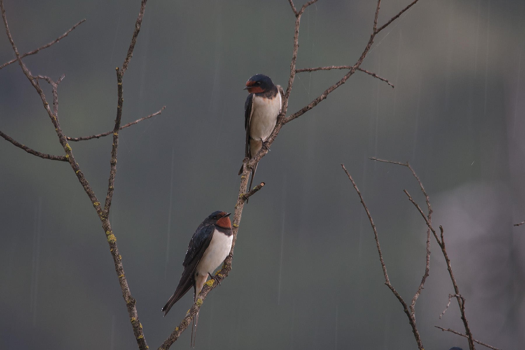 Rondini sotto la pioggia 2