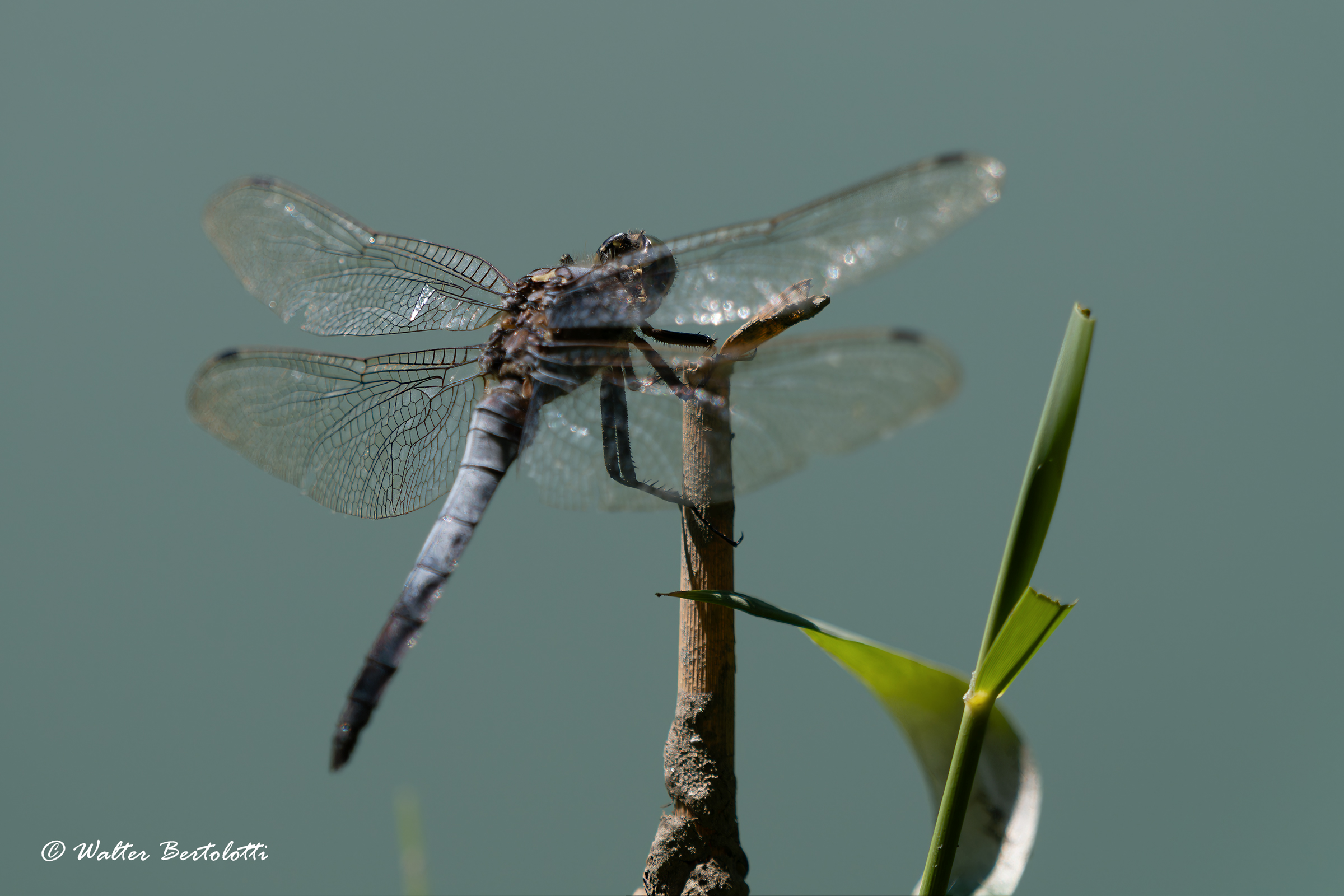 Orthetrum cancellatum