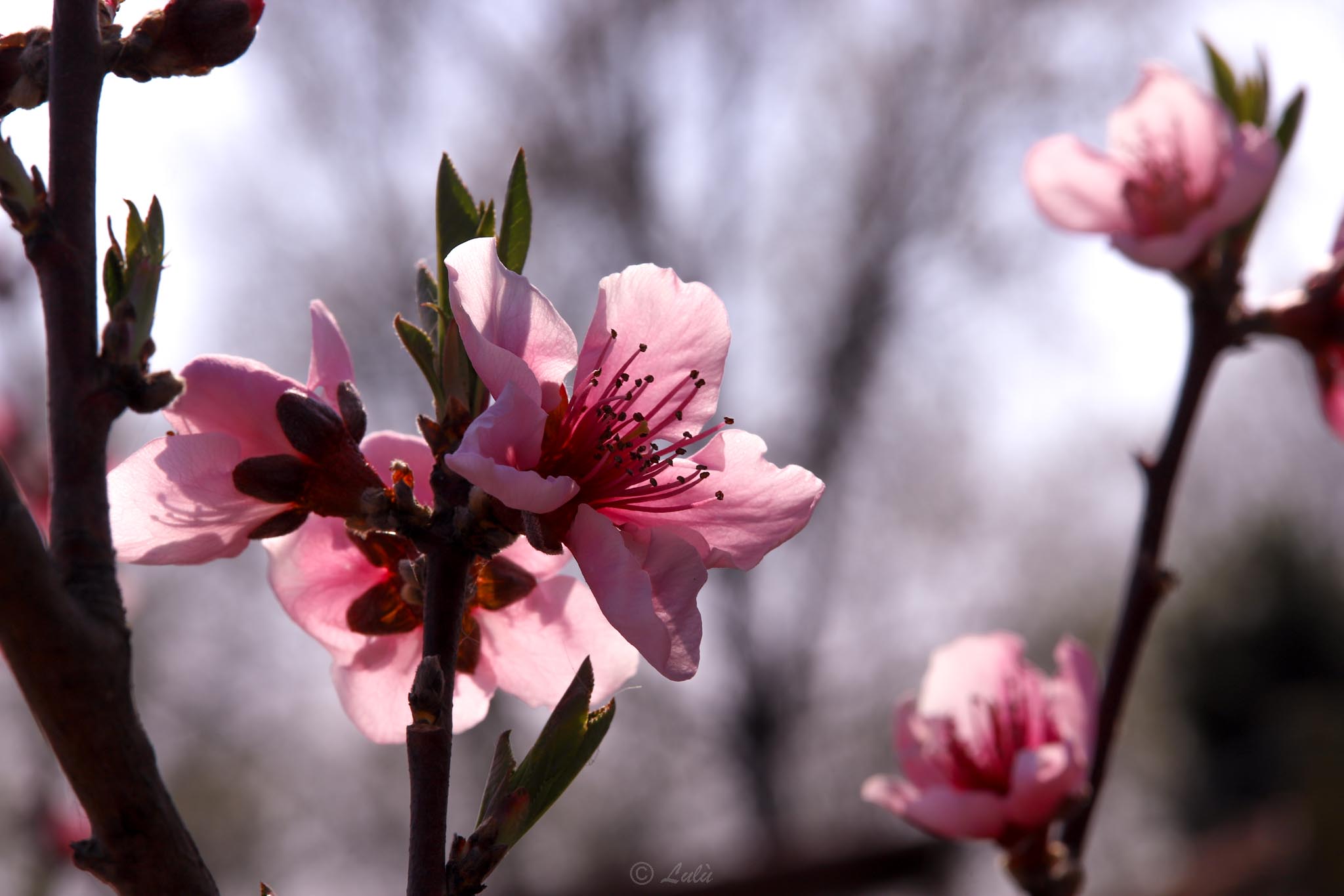 Peach blossoms..