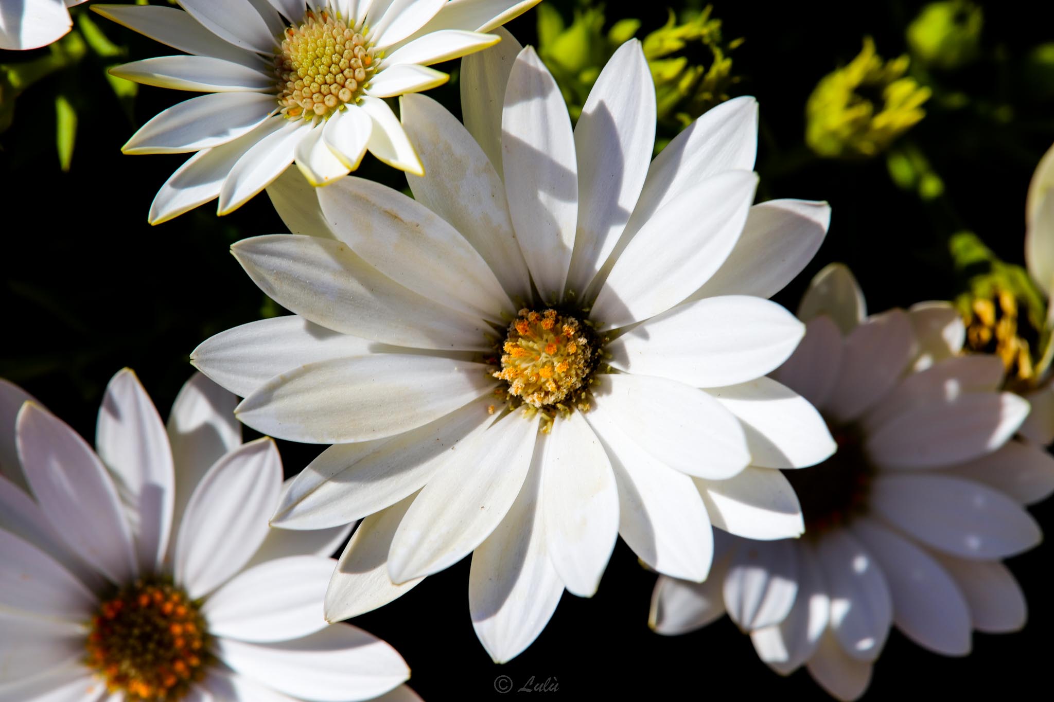 Details of a daisy