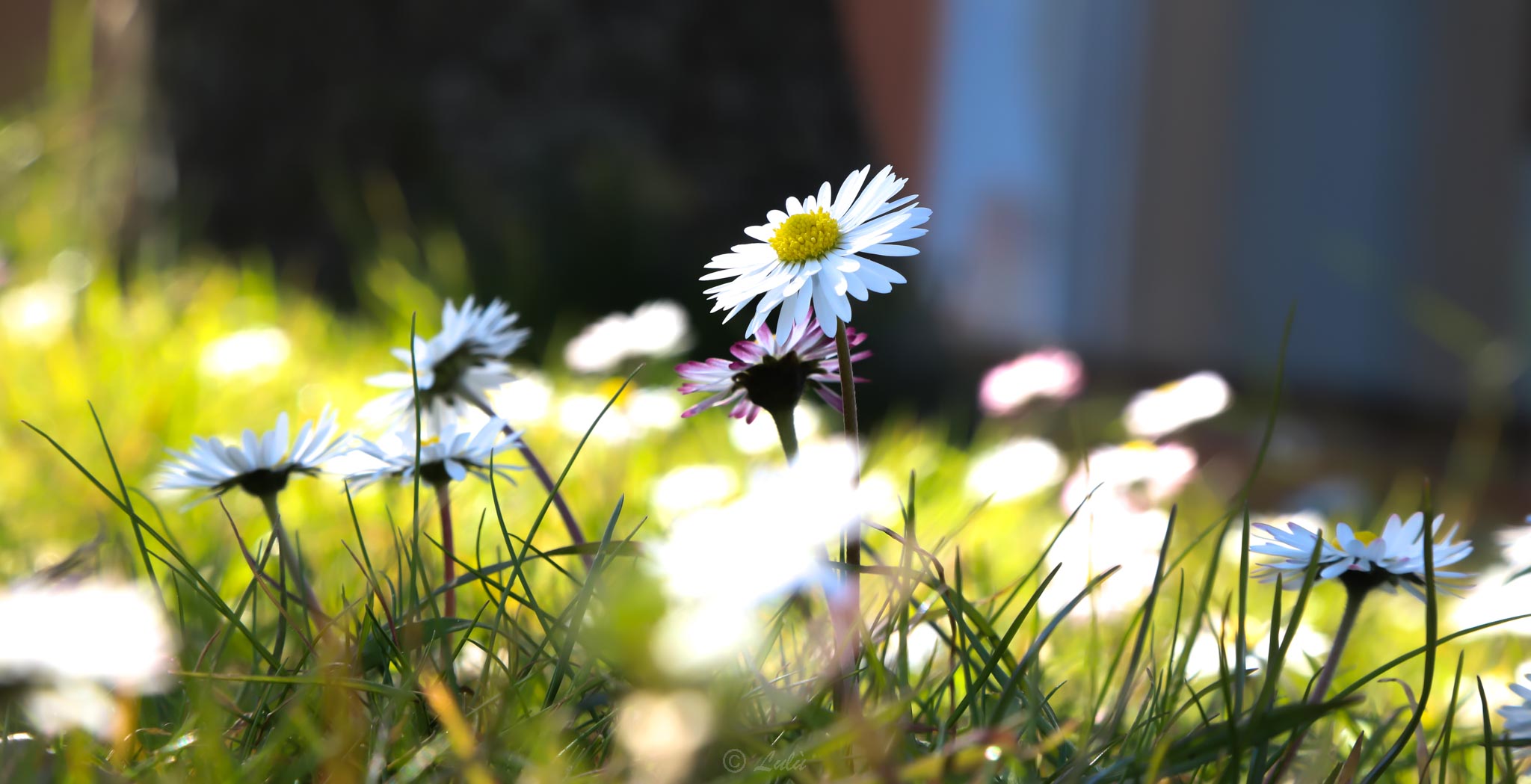 Margherita in spring..