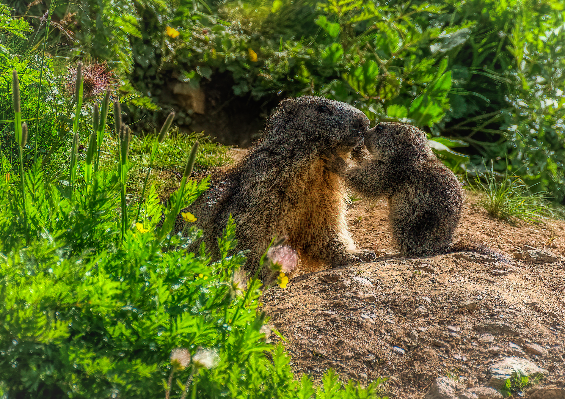 Il bacio e l'abbraccio